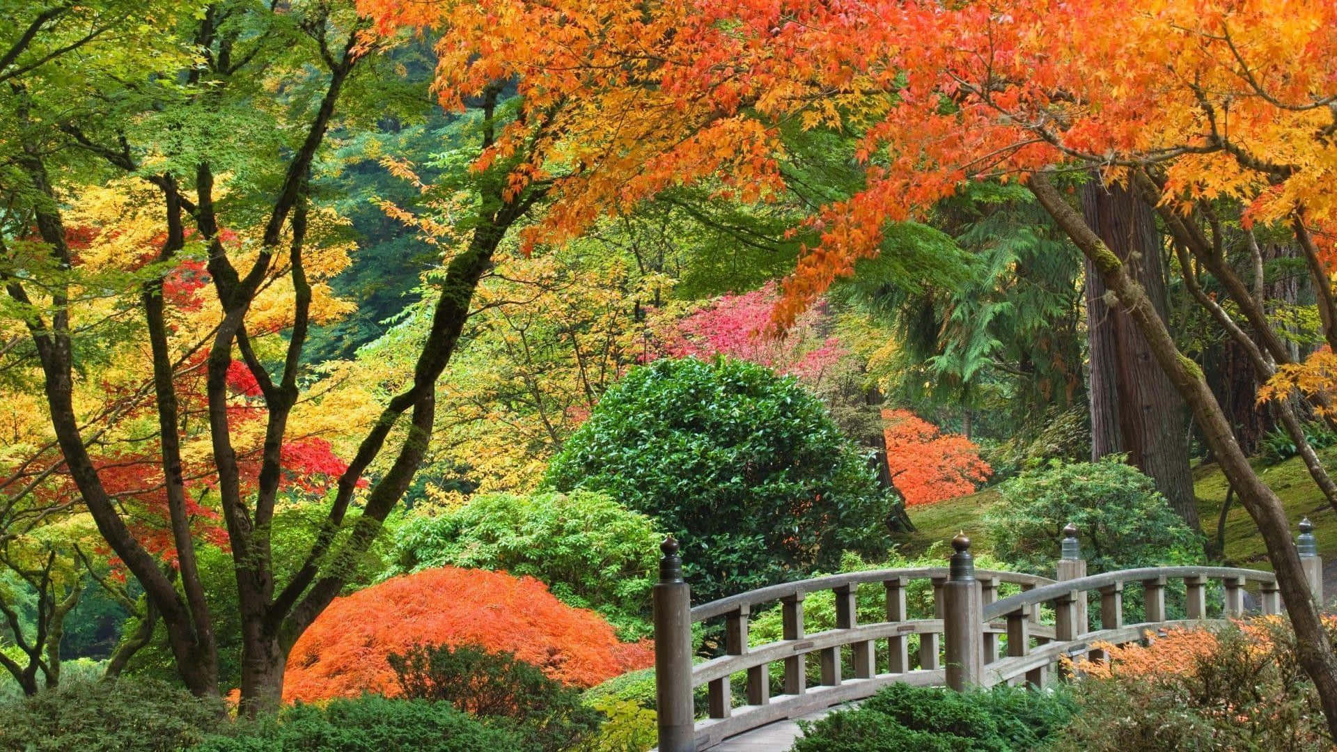 Samurai Garden 桌布 壁紙 — 一座木橋拱起在花園上方，花園裡充滿了火紅的橙、紅和金黃色的秋葉，與深綠色的樹葉形成鮮明對比。