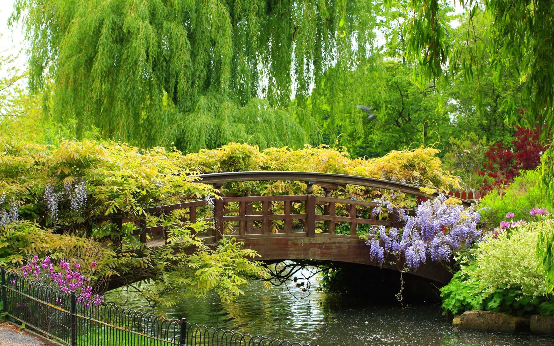 Spring Garden 桌布 壁紙 — 一座木製拱橋優雅地彎曲在平靜的池塘上，周圍環繞著茂密的綠色柳樹和充滿活力的紫色紫藤花。