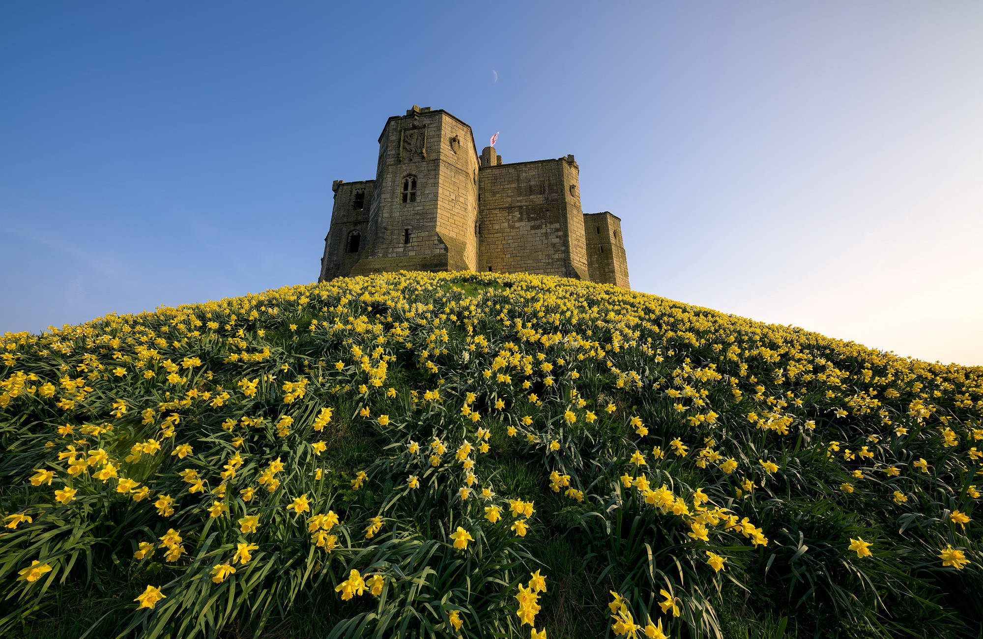 England 桌布 壁紙 — 一座歷史悠久的石頭城堡雄偉地聳立在一個充滿活力的山丘上，山丘上開滿了盛開的黃色水仙花，在晴朗的藍天下。