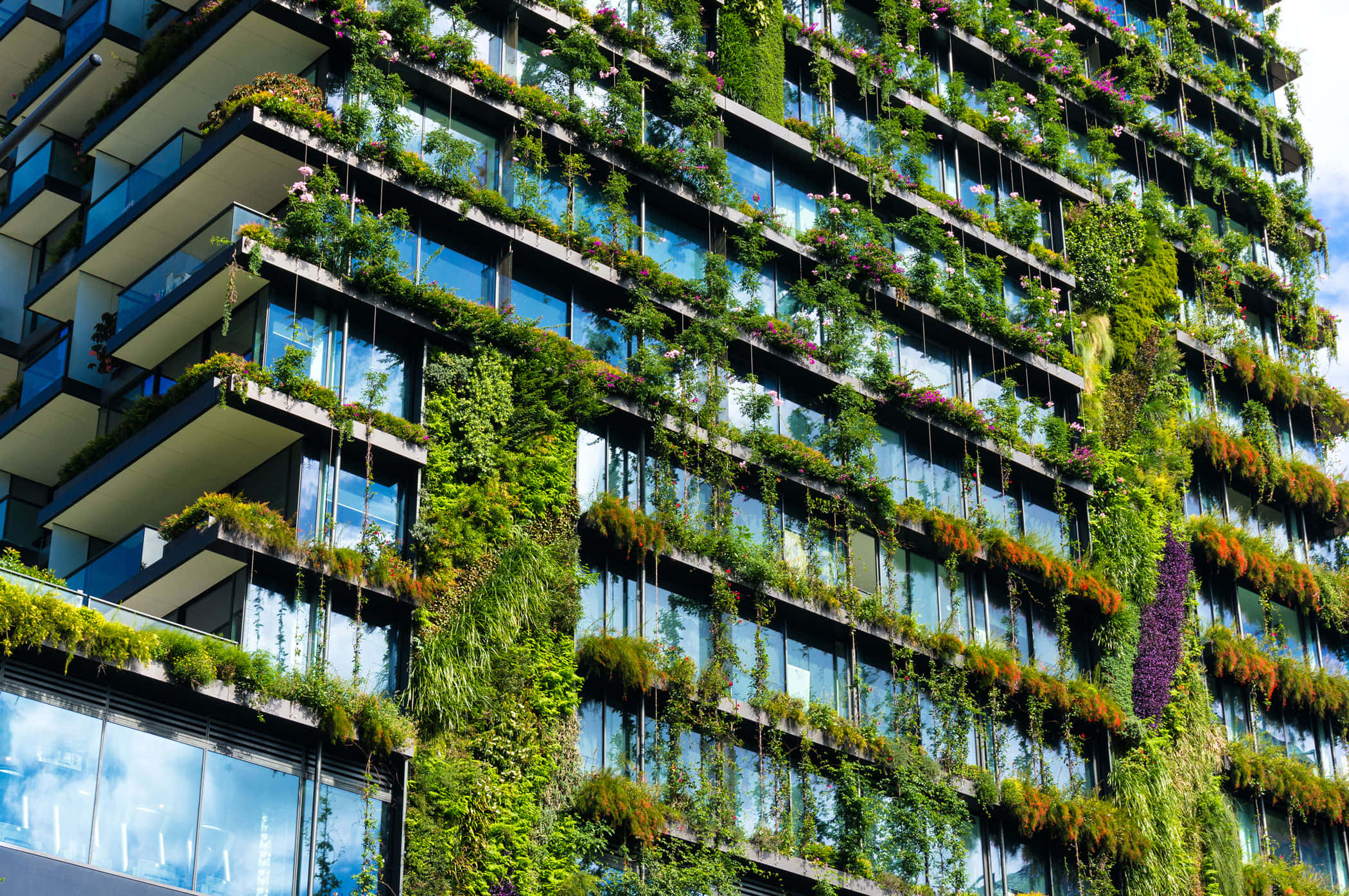 Green Buildings 桌布 壁紙 — 一座現代玻璃建築，在明亮的日光下覆蓋著茂密的綠色藤蔓和開花植物。