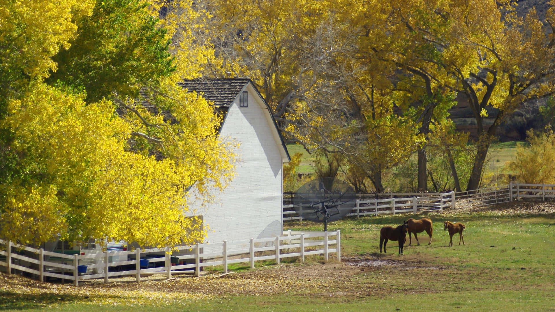 Fall Country 桌布 壁紙 — 一座白色穀倉坐落在充滿活力的黃色秋樹之間，三匹馬在圍欄牧場中吃草。