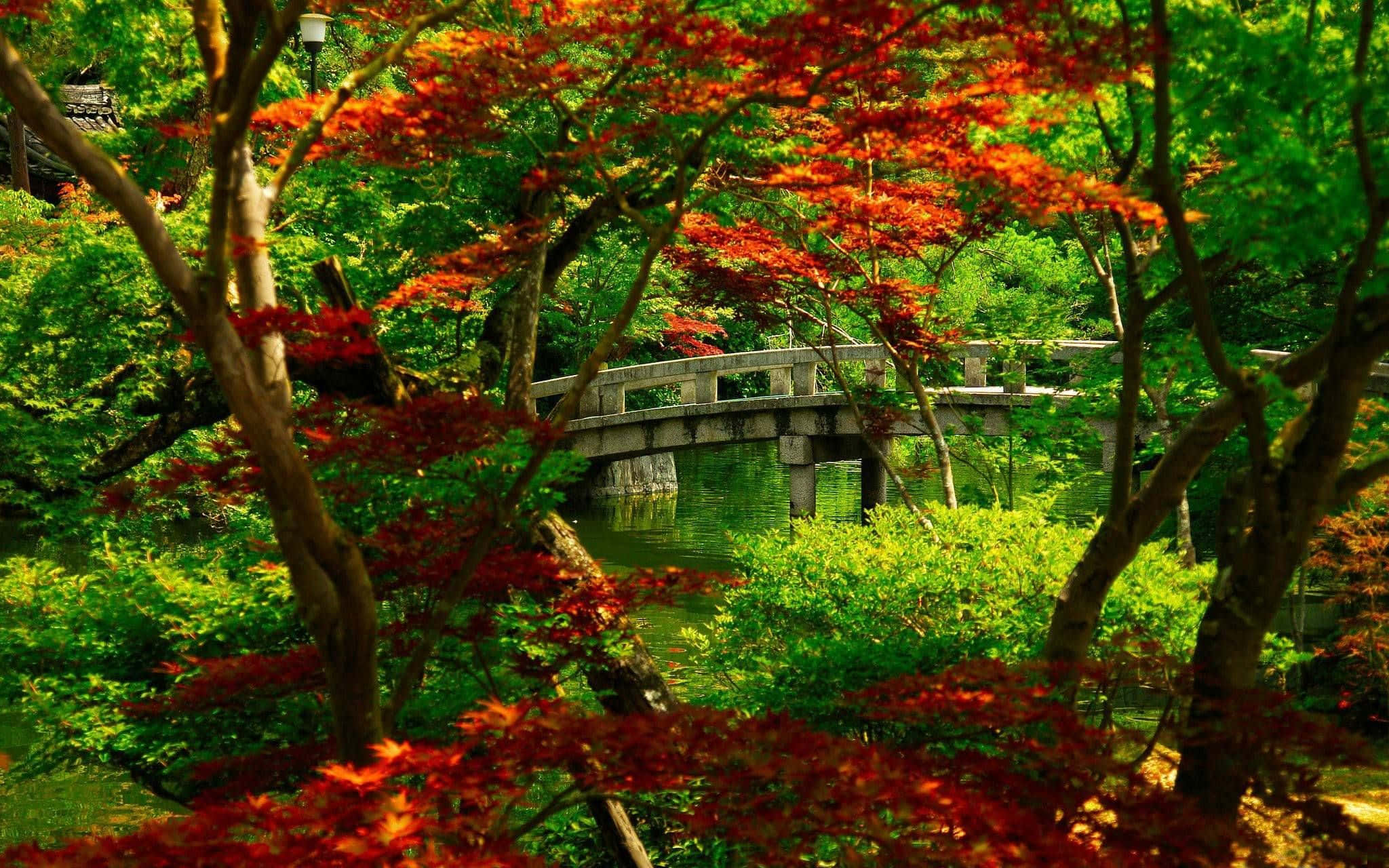 Samurai Garden 桌布 壁紙 — 一座石橋拱跨在寧靜的池塘上，池塘周圍是充滿活力的綠色和火紅色的楓葉，構成一個寧靜的日本庭園。