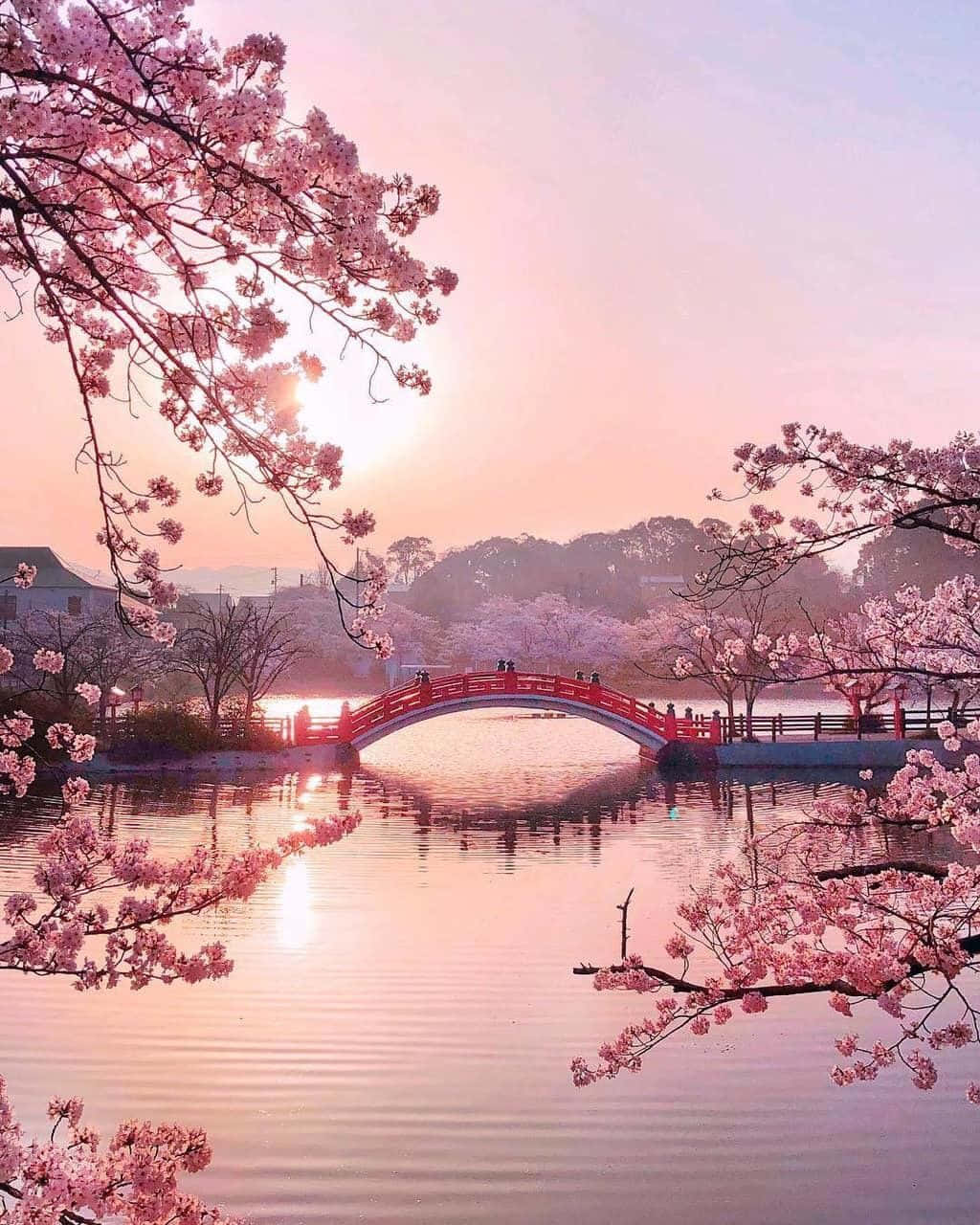 櫻花 桌布 壁紙 — 一座紅色拱橋橫跨寧靜的池塘，池塘周圍盛開著粉紅色的櫻花，背景是夕陽。