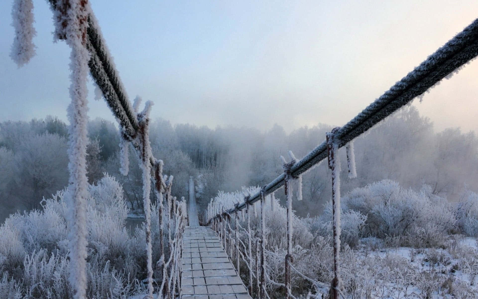 Winter Trees 桌布 壁紙 — 一座結霜的木橋蜿蜒穿過霧氣瀰漫的冬日森林，上方是蒼白的晨空。