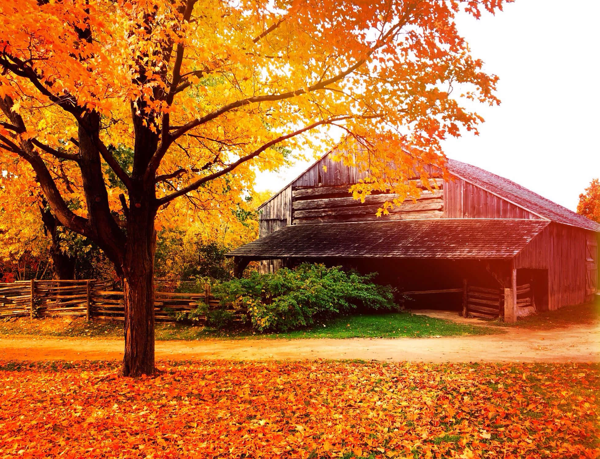 Fall Barn 桌布 壁紙 — 一座質樸的木製穀倉矗立在火紅橙色秋葉的華蓋下，地面上鋪滿了落葉地毯。