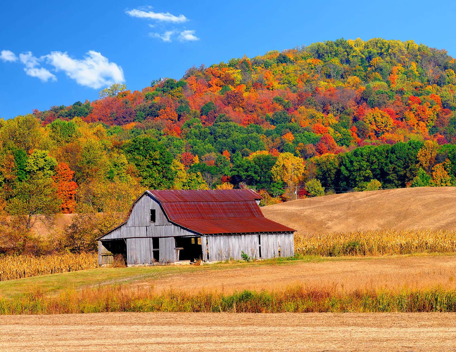 Fall Barn 桌布 壁紙 — 一座風化的木製穀倉，生鏽的屋頂，矗立在金色的田野中，前方是山坡，在晴朗的藍天下燃燒著秋葉。