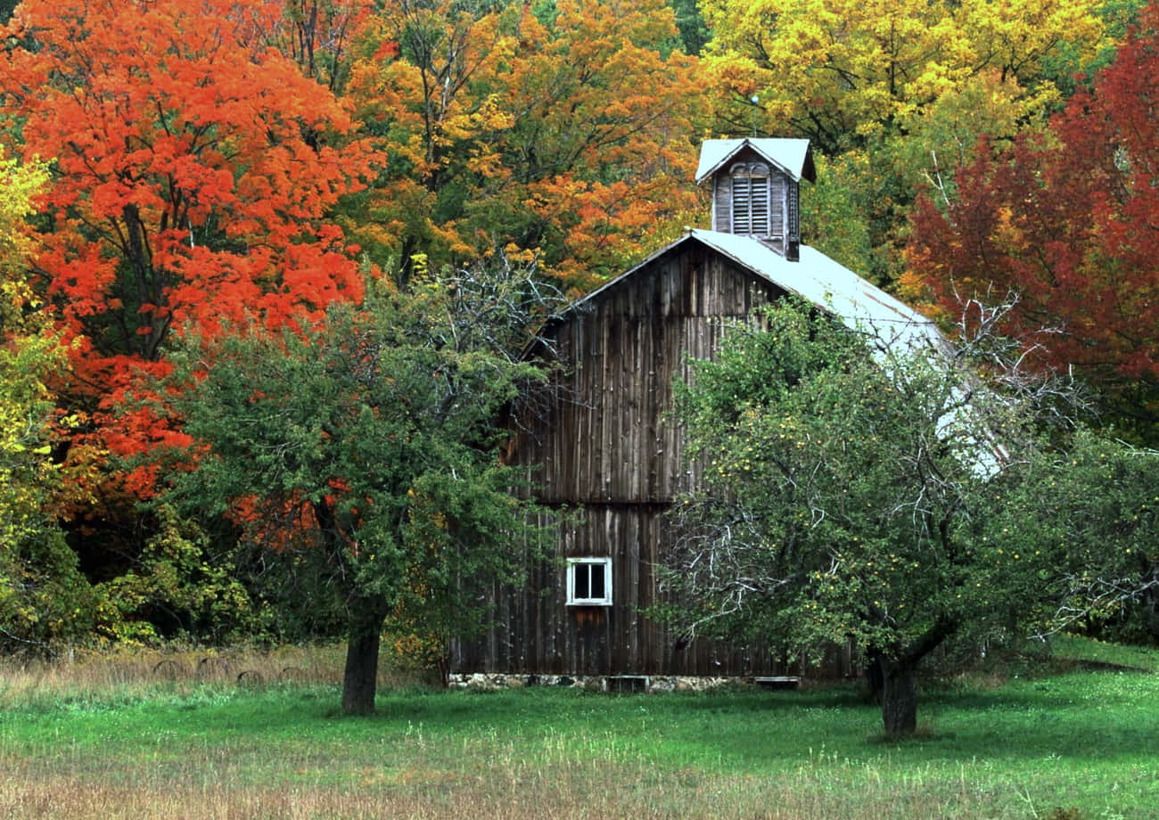 Fall Barn 桌布 壁紙 — 一座風化的木製穀倉矗立在色彩繽紛的秋樹之間，樹葉呈現火紅和金黃色。
