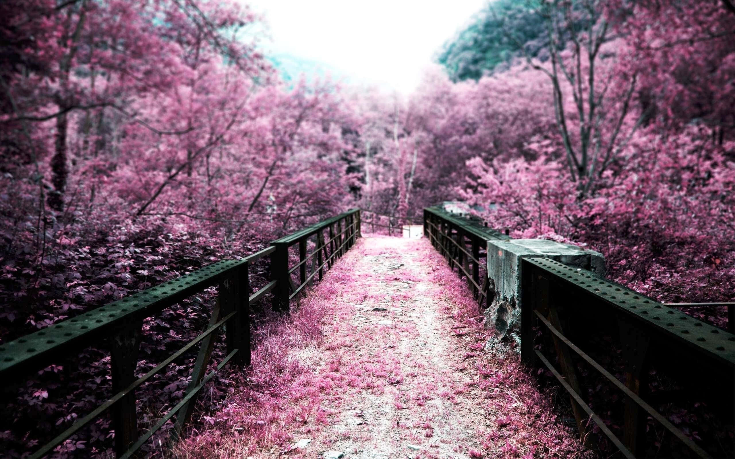 Cherry Blossom Tree 桌布 壁紙 — 一座風化的金屬橋蜿蜒穿過一片超現實的森林，森林中充滿了鮮豔的粉紅色樹木，天空明亮。