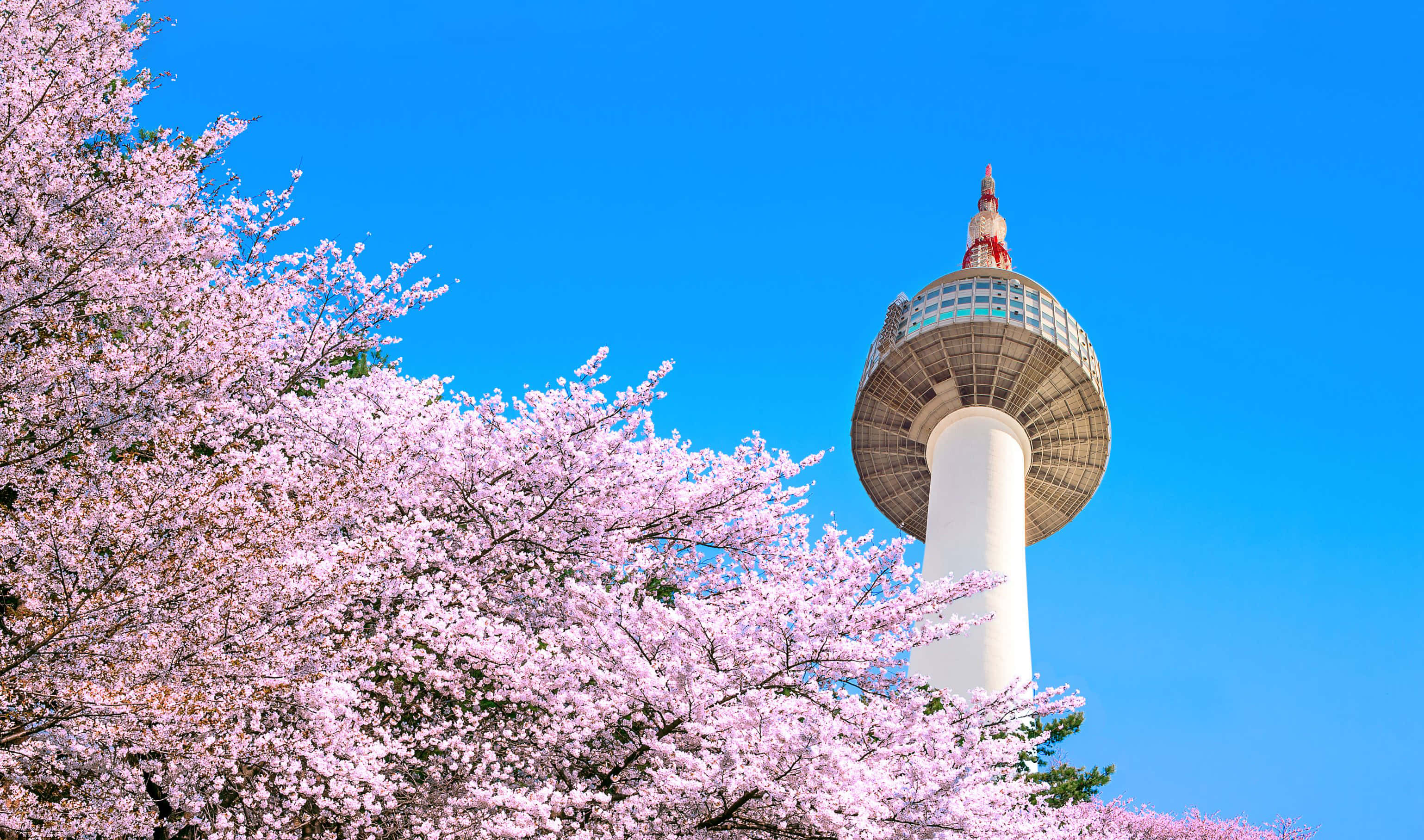 South Korea 桌布 壁紙 — 一座高聳的白色N首爾塔在鮮豔的藍天下升起，被盛開的粉紅色櫻花瀑布所環繞。