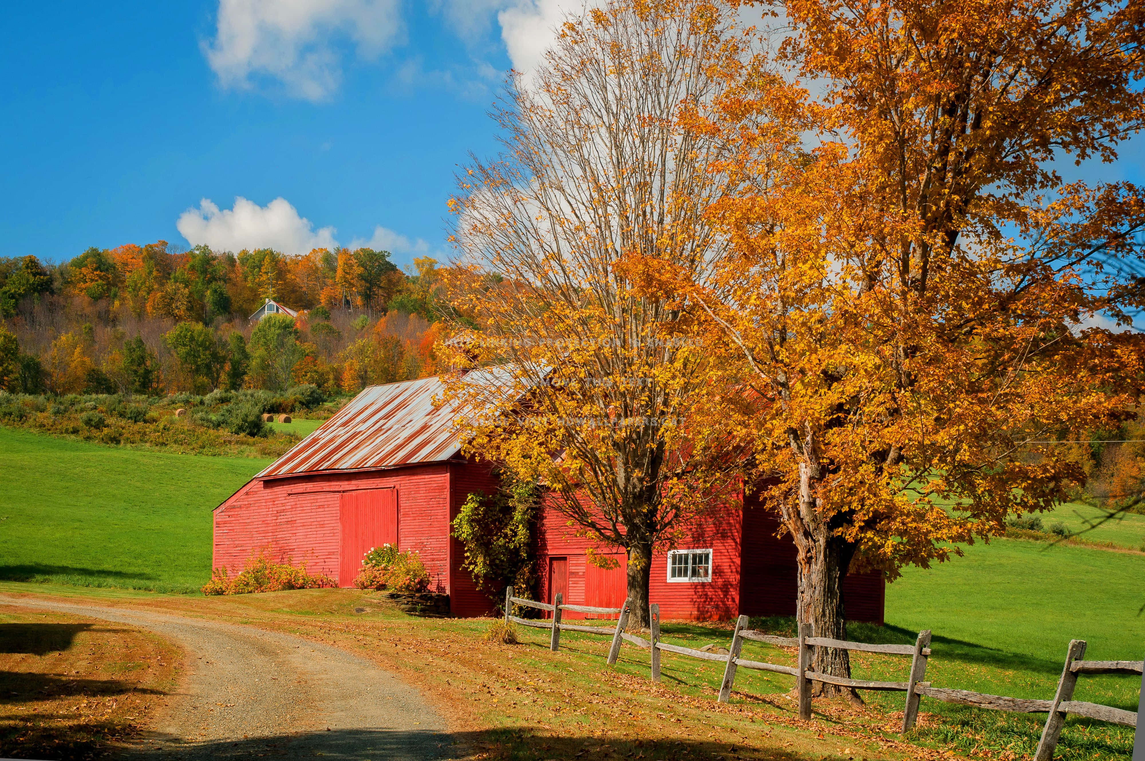 Fall Barn 桌布 壁紙 — 一座鮮紅色的穀倉矗立在蜿蜒的泥土路旁，在清澈的藍天下，被金色的秋樹和起伏的綠色山丘環繞。