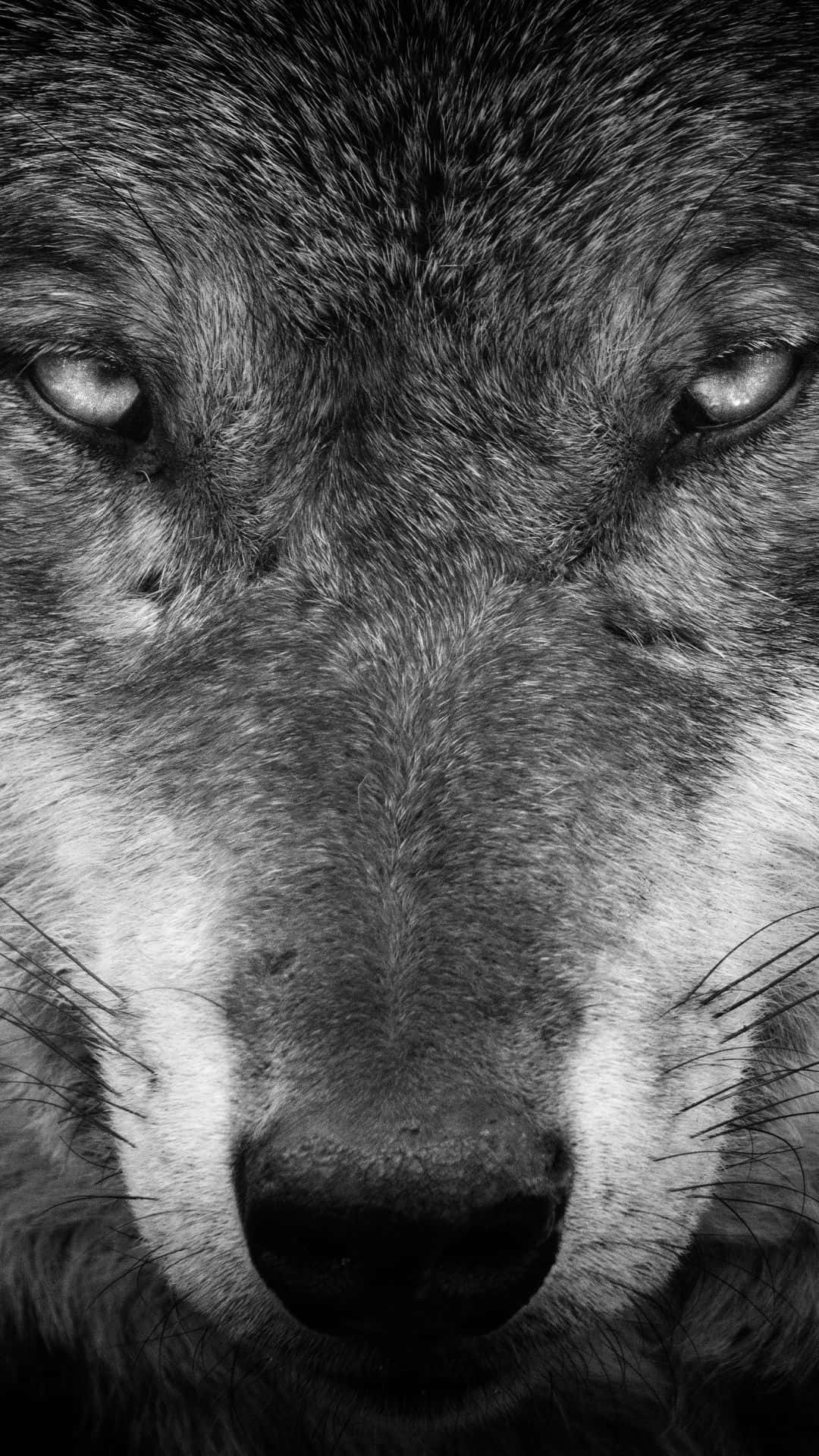 Alpha Wolf 桌布 壁紙 — 一張令人難忘的黑白特寫，捕捉狼的強烈目光，毛髮紋理細緻。