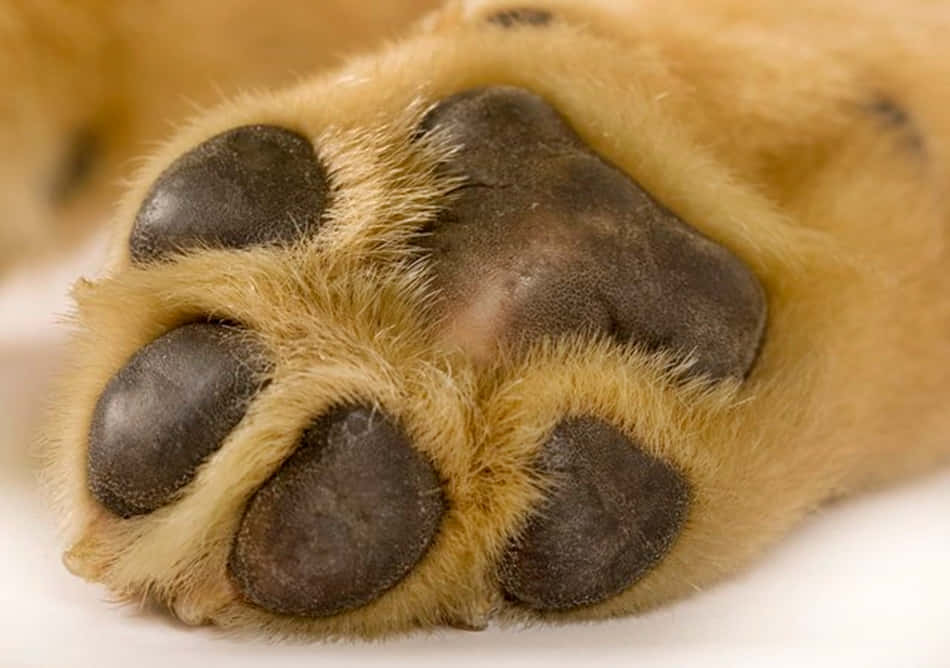 一張充滿幼犬爪子的甜美臉龐 壁紙 — 一個毛茸茸的金色狗爪特寫，帶有深色肉墊，放在白色表面上。