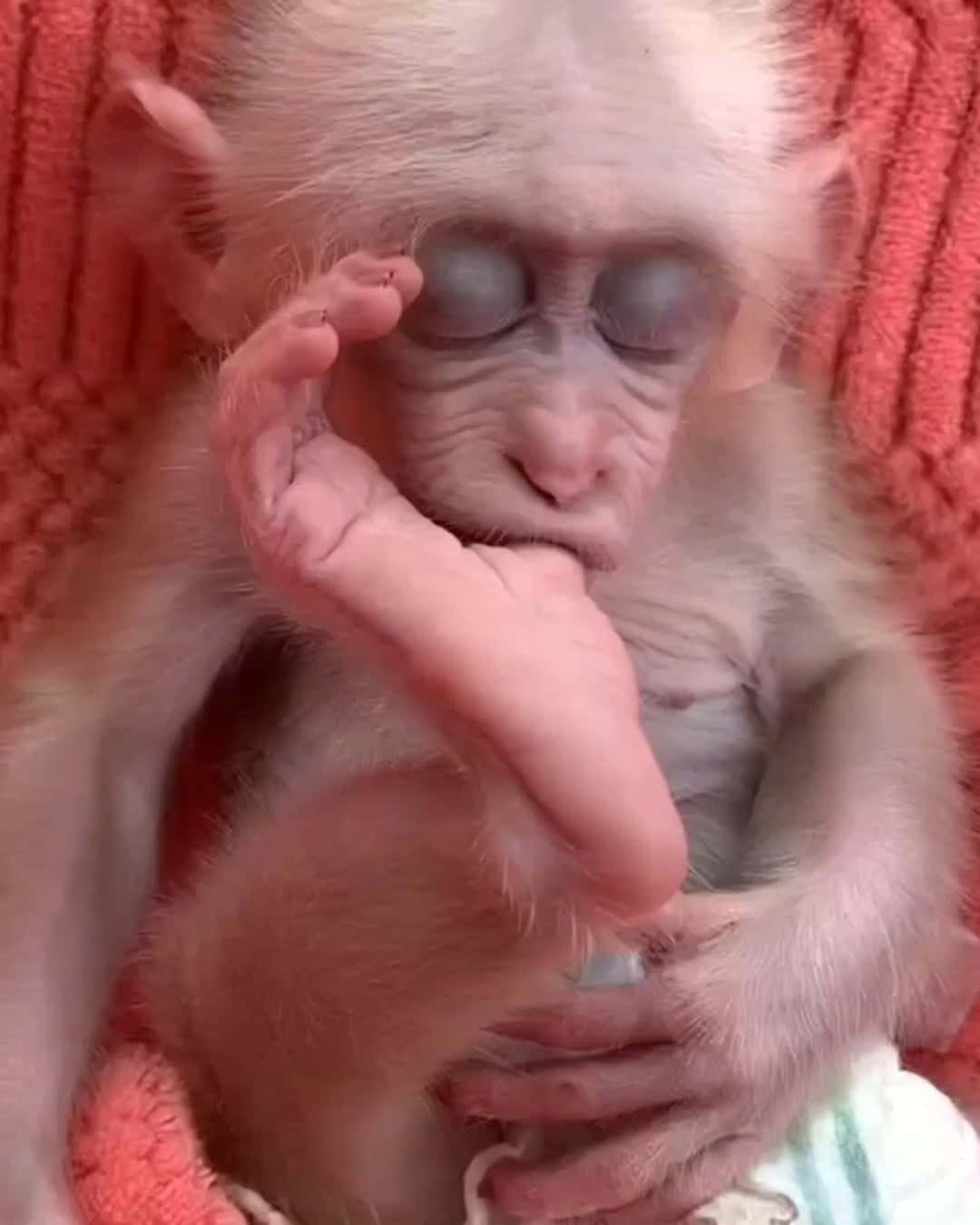 一隻睡眼惺忪的猴寶寶蜷縮在珊瑚色毯子上