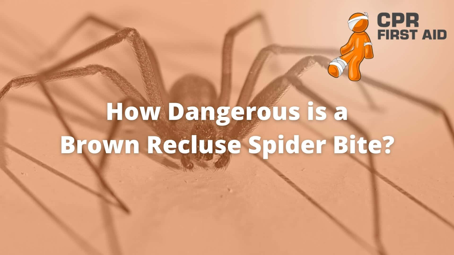 Brown Recluse Spider 桌布 壁紙 — 一張啡色隱士蜘蛛在米色表面上的特寫照片，附有詢問其咬傷危險性的文字。
