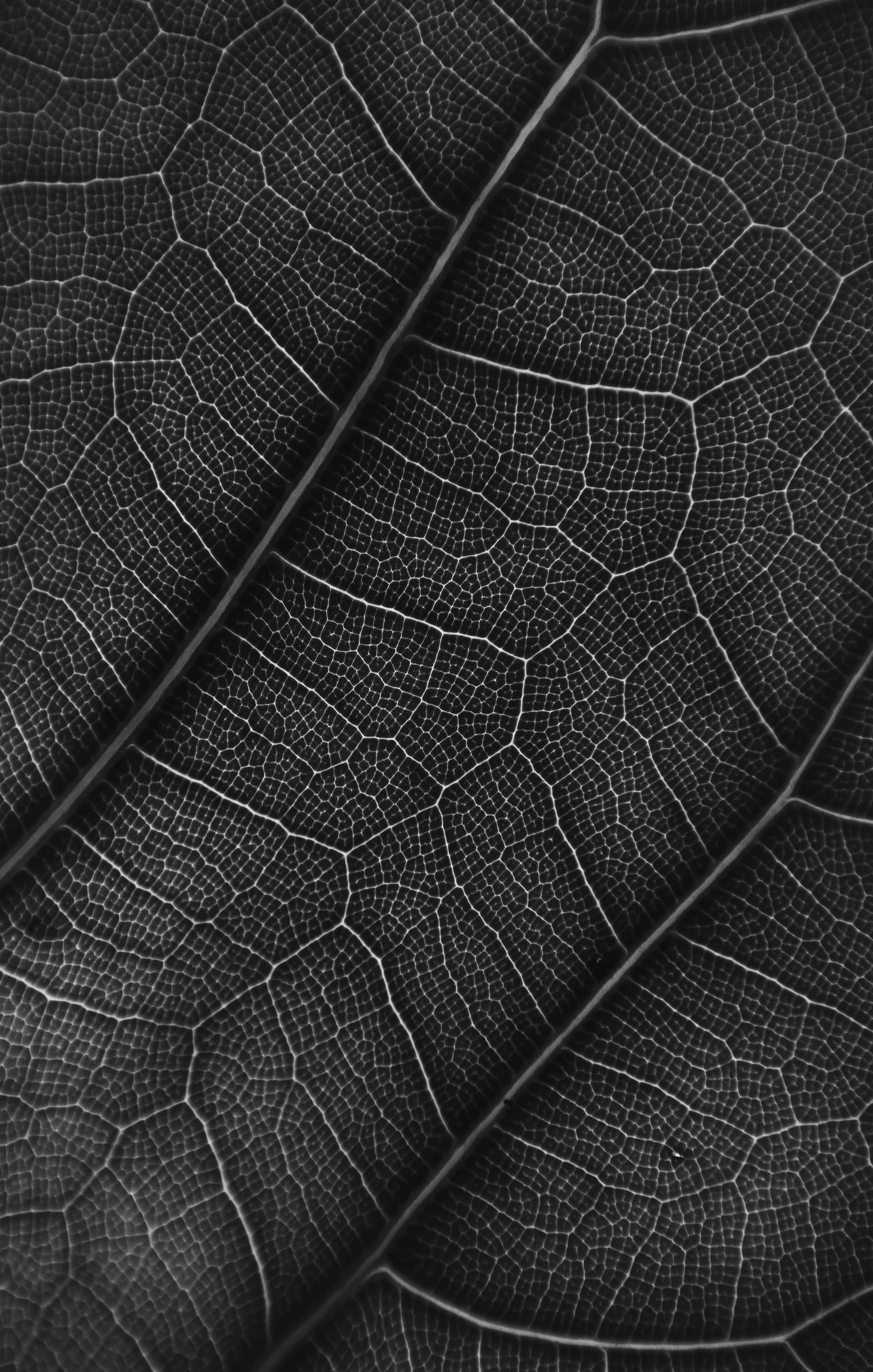 Black And White Texture 桌布 壁紙 — 一張單色微距照片，在深色背景下展現了乾燥葉子錯綜複雜的葉脈圖案。