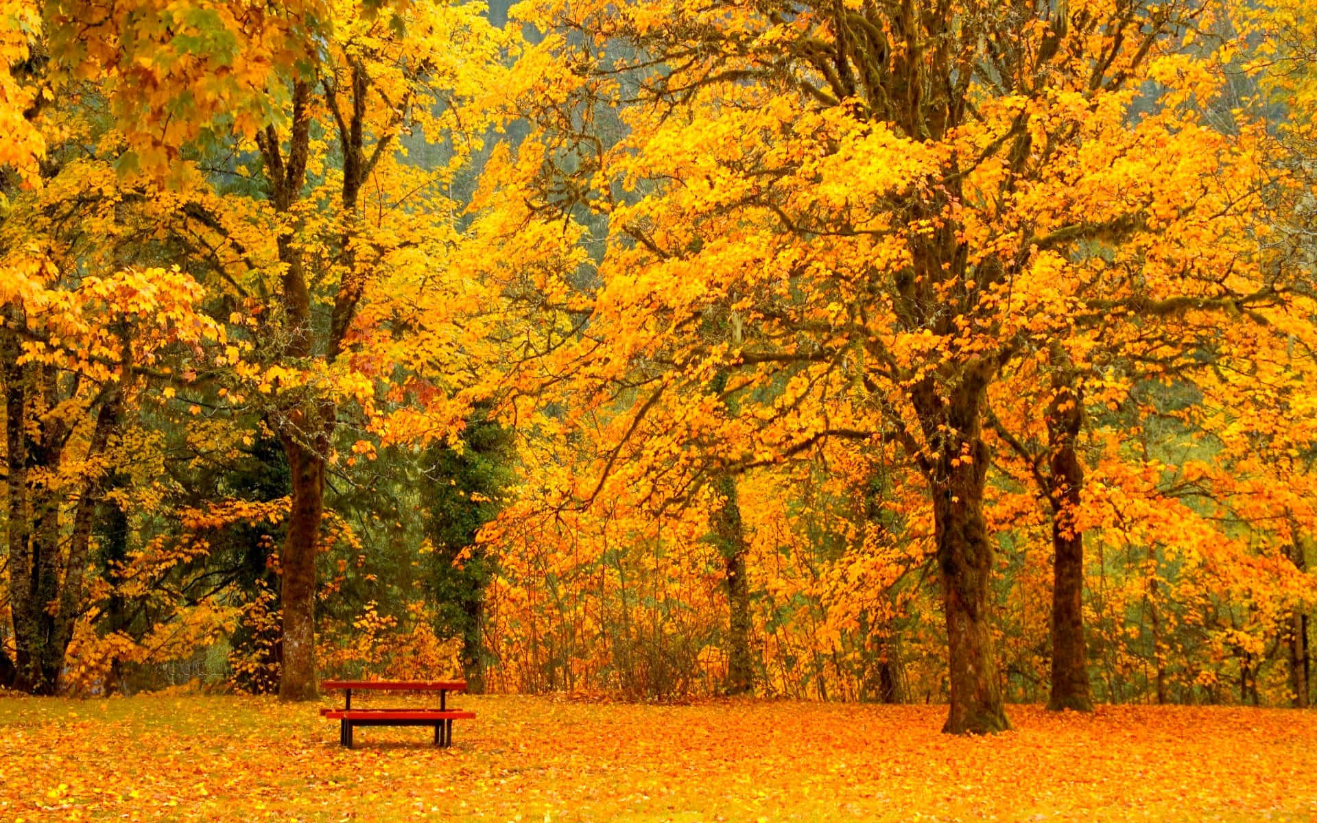 Autumn Season 桌布 壁紙 — 一張孤獨的紅色長椅，坐落在陽光普照的秋日公園裡，在充滿活力的金色楓樹樹冠下。