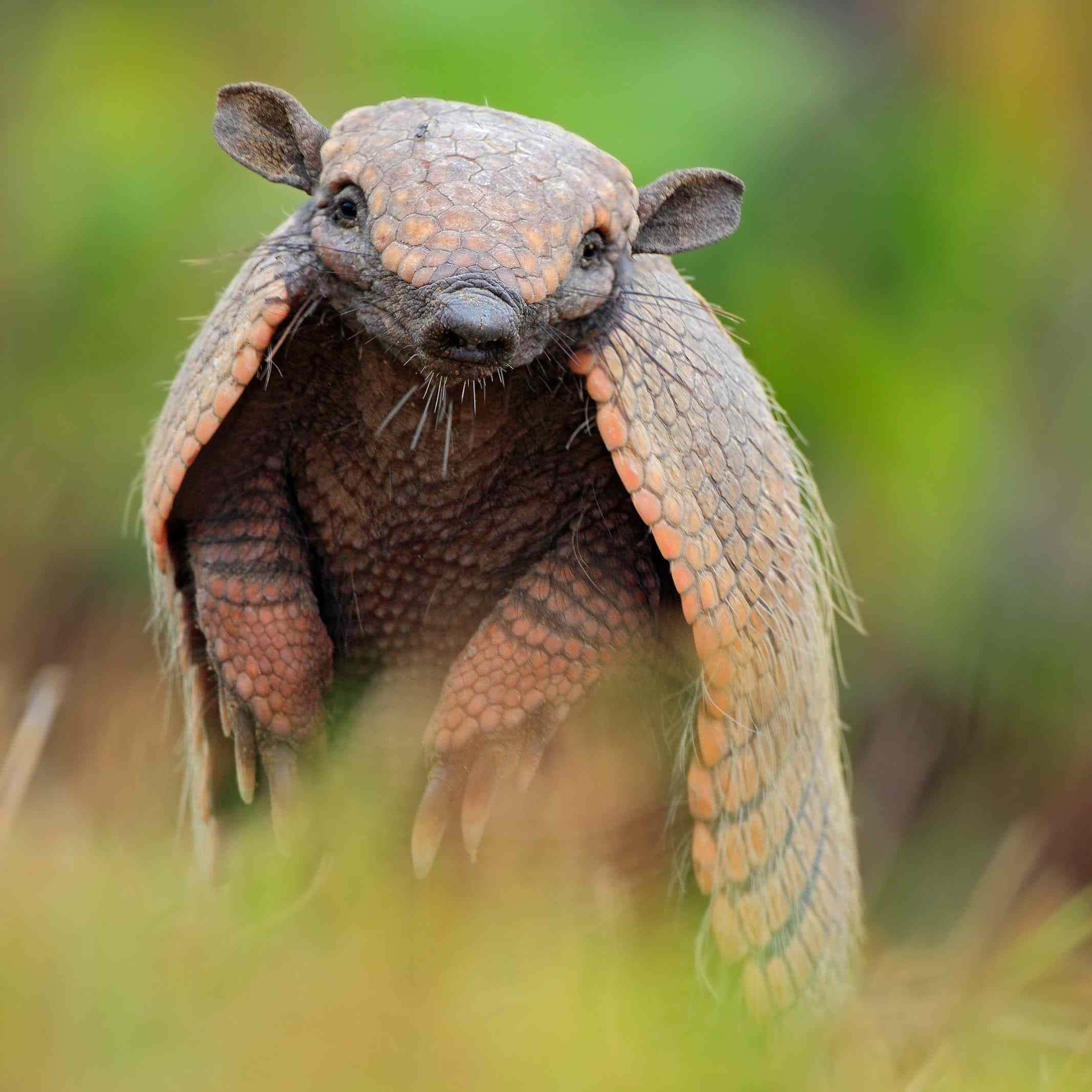 armadillo 桌布 壁紙 — 一張巨型犰狳站在草地上，背景模糊綠色的特寫照片。