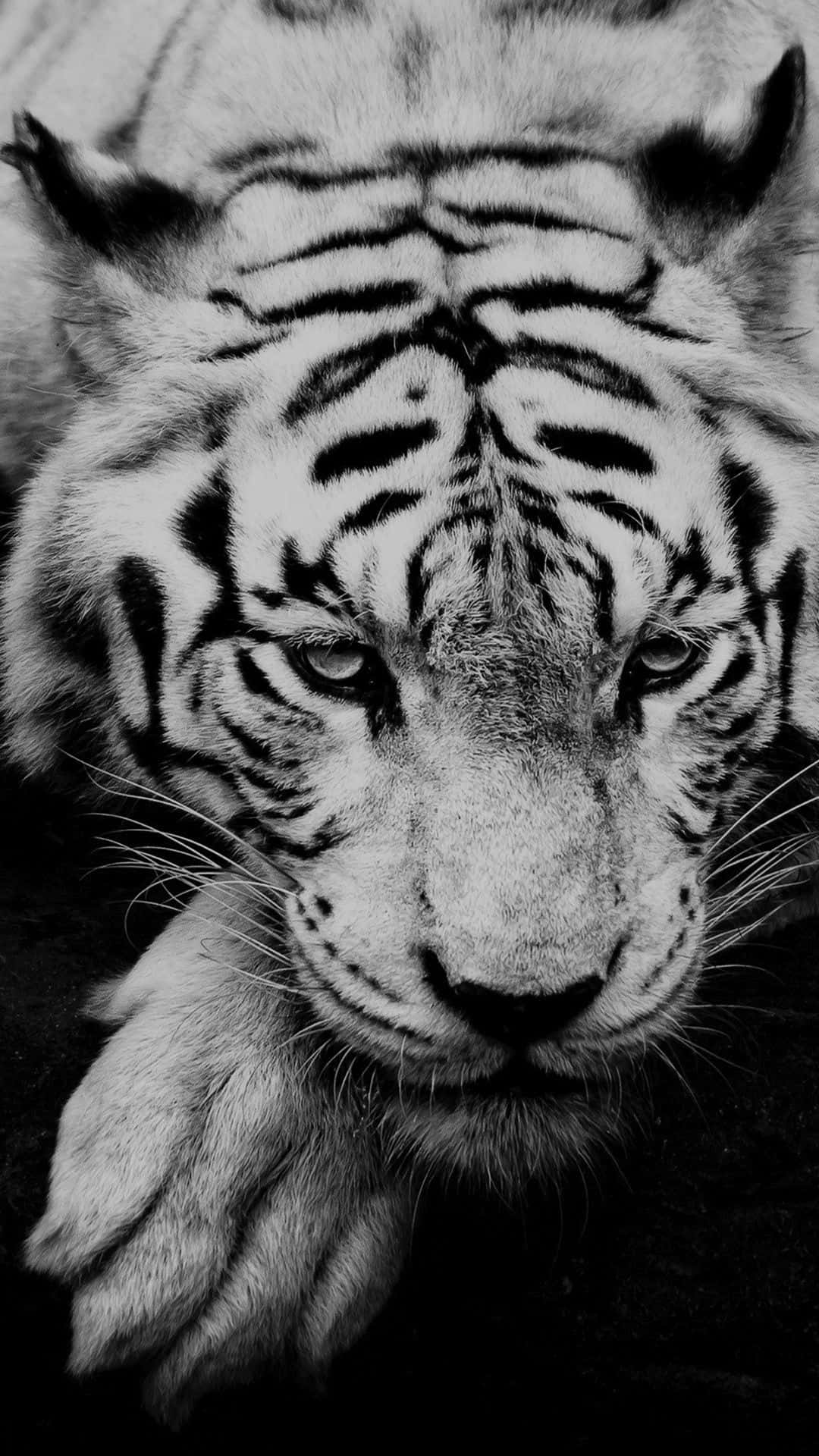 Black And White Animal 桌布 壁紙 — 一張引人注目的黑白特寫，捕捉白虎強烈的眼神，細節豐富的條紋和鬍鬚。