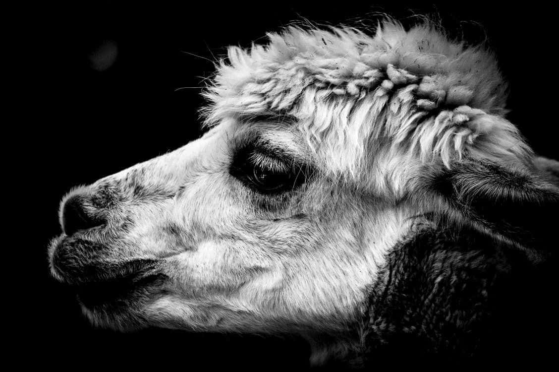 Black And White Animal 桌布 壁紙 — 一張引人注目的黑白特寫，羊駝寧靜的臉龐映襯在深色背景上。