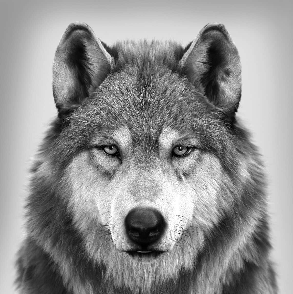 Wolf Photography 桌布 壁紙 — 一張引人注目的黑白特寫狼肖像，擁有銳利的眼睛和細緻的毛髮，背景為柔和的漸變色。