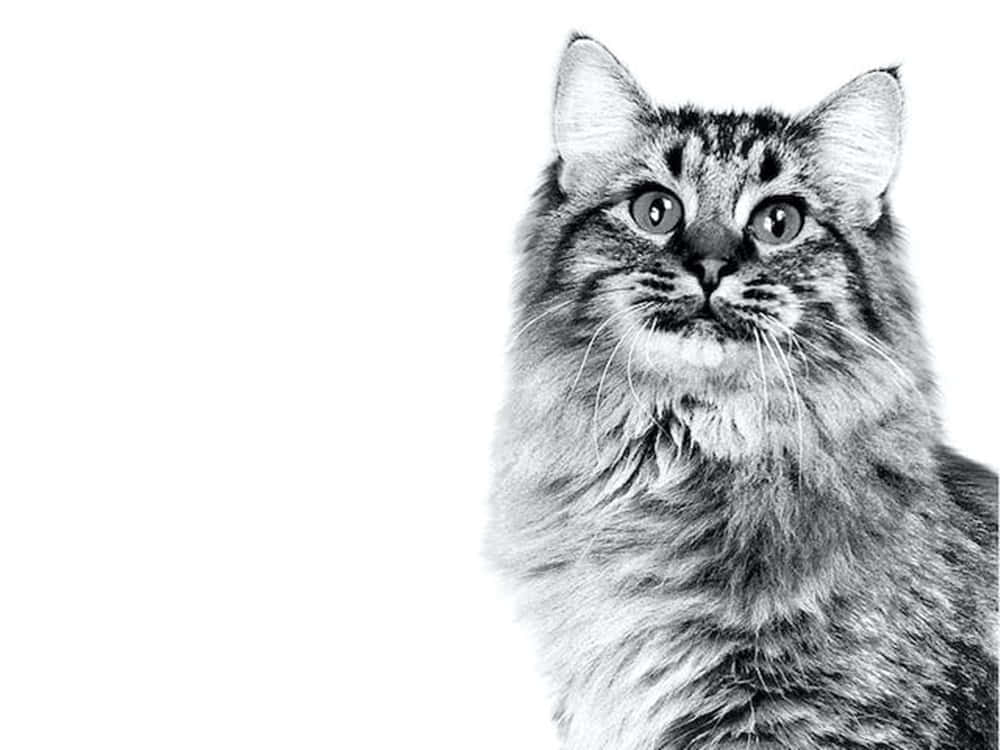 American Bobtail 桌布 壁紙 — 一張引人注目的黑白肖像，一隻毛茸茸的虎斑貓睜著好奇的大眼睛，在純白背景上向上凝視。