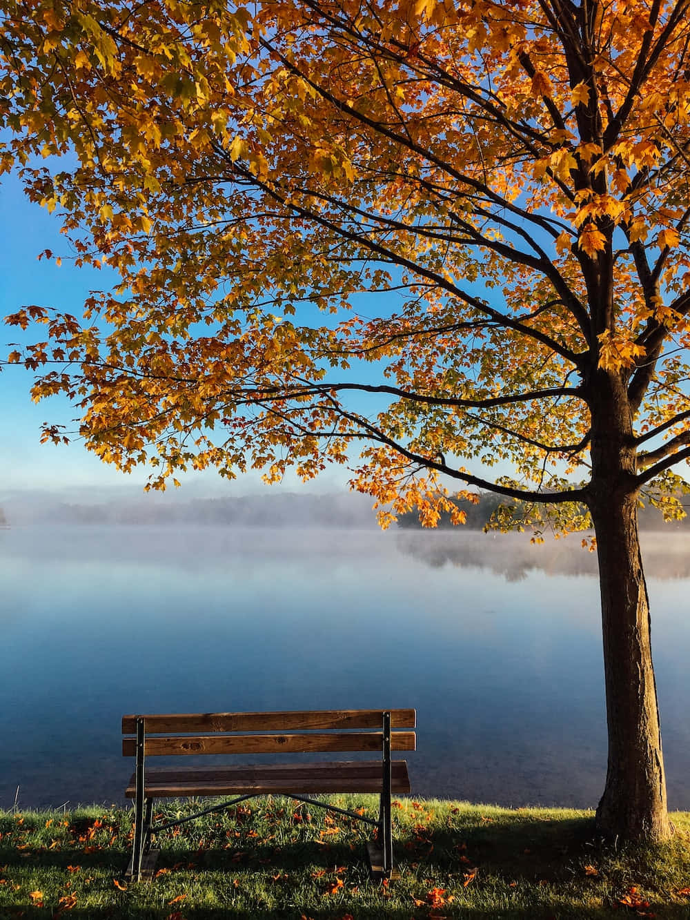 Fall Lake 桌布 壁紙 — 一張木凳位於金色秋樹下，俯瞰著霧氣瀰漫的湖泊，天空清澈湛藍。