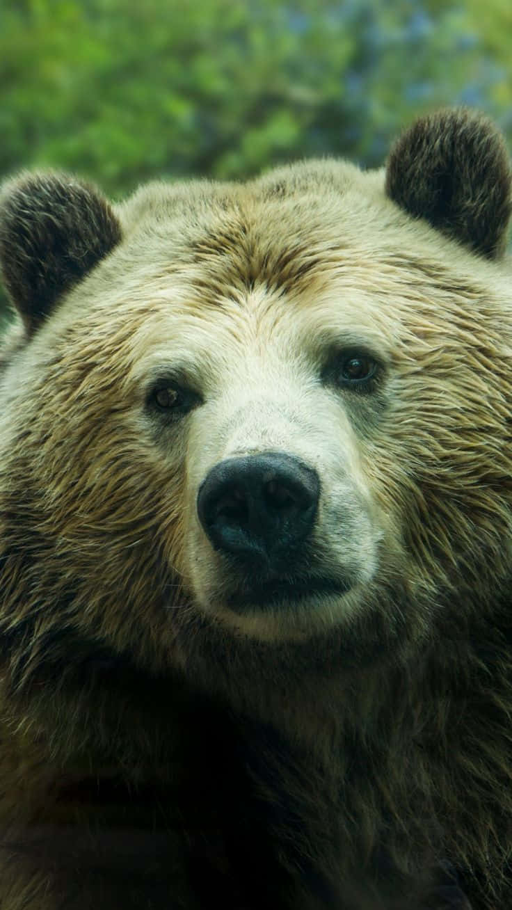Wildlife Conservation 桌布 壁紙 — 一張棕熊在模糊綠色森林背景下強烈凝視的特寫照片。