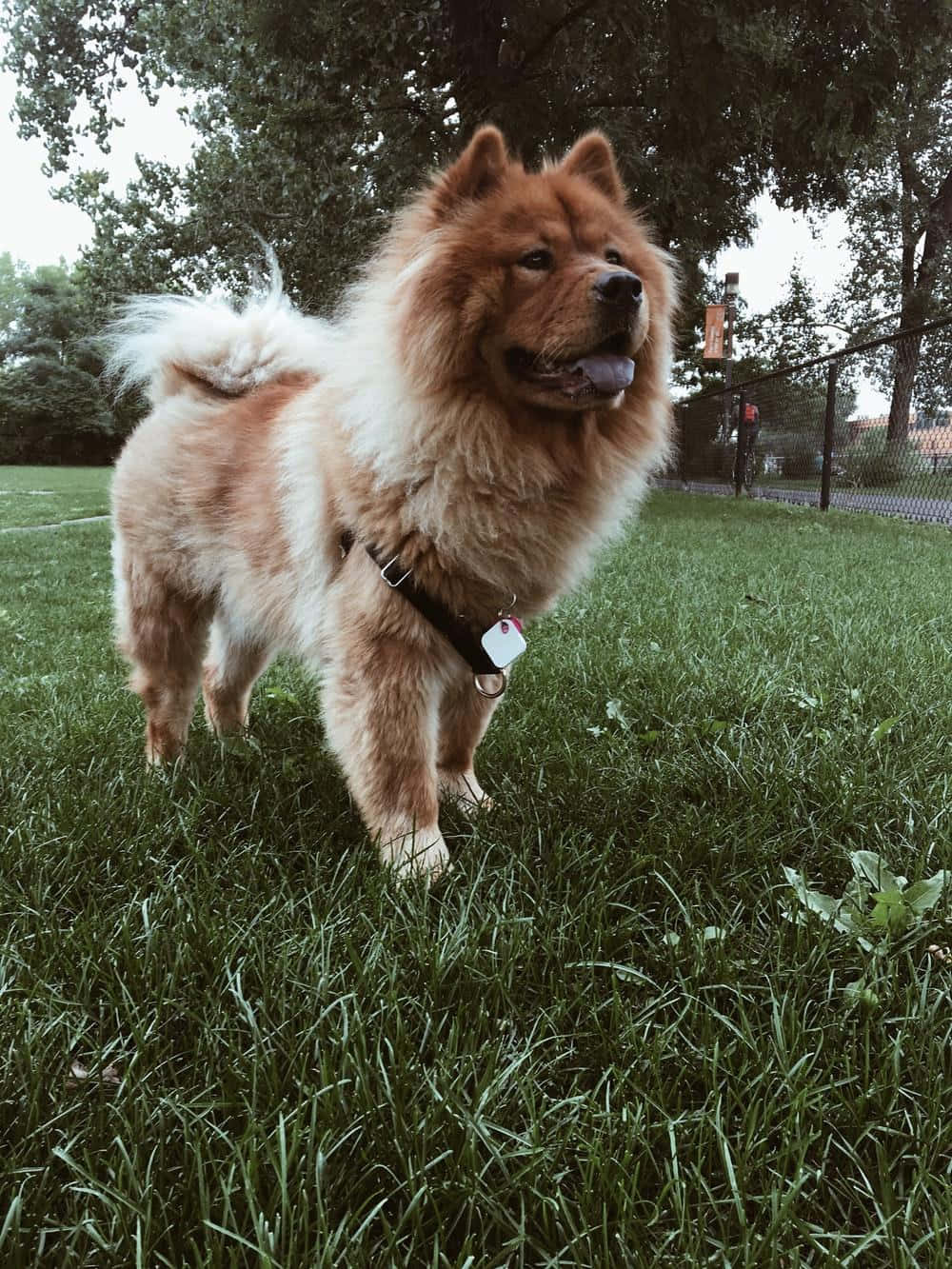 一張毛茸茸 Chow Chow 的肖像 壁紙 — 一隻毛茸茸的鬆獅犬，擁有濃密的紅棕色毛髮，在枝葉茂密的樹下警覺地站在鮮綠的草地上。