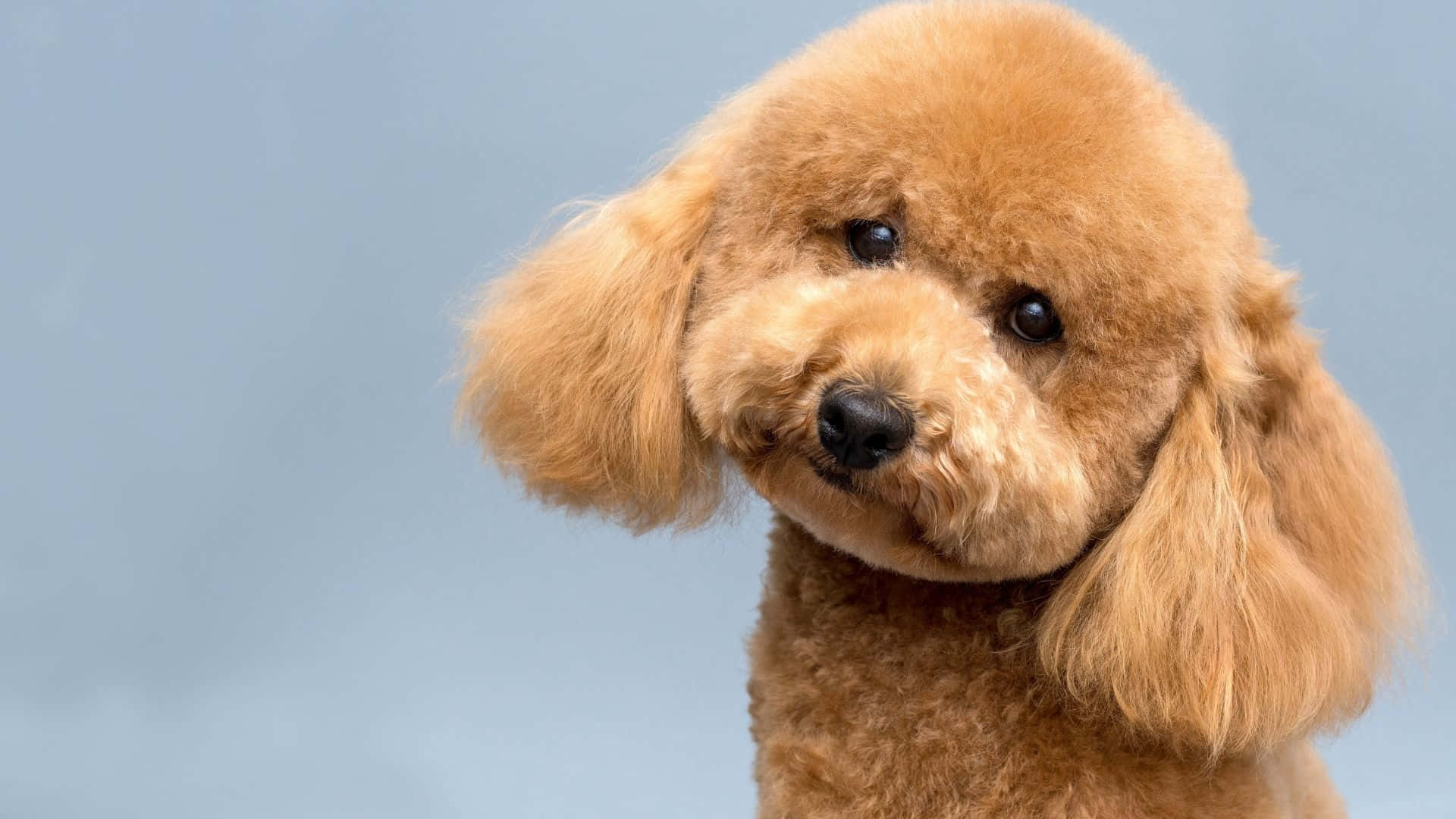 Poodle 桌布 壁紙 — 一張毛茸茸嘅杏色貴婦狗特寫，有大黑眼，稍微望向側邊，背景係柔和藍色。