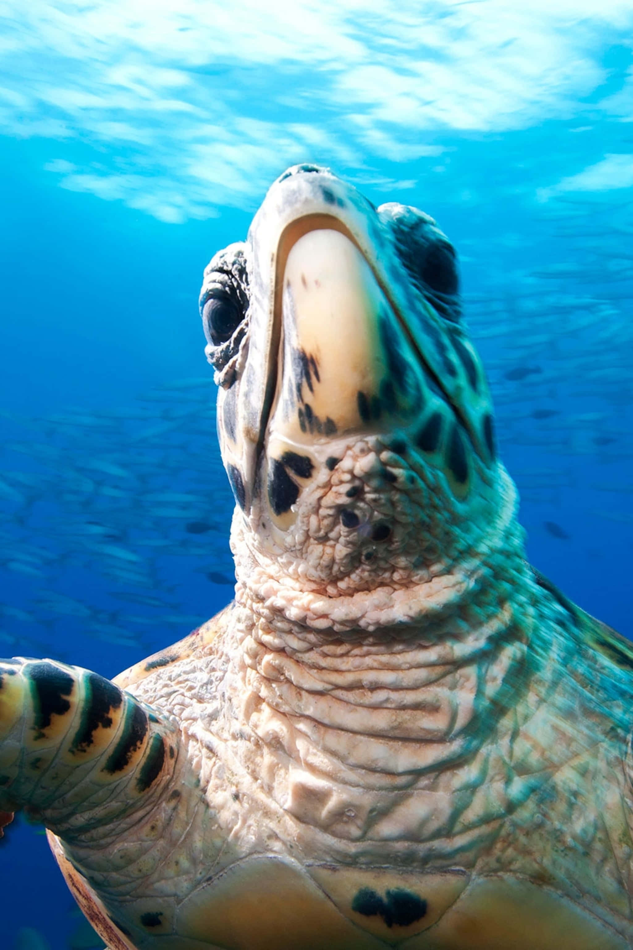 sea turtle 桌布 壁紙 — 一張海龜喺藍色海洋背景下張開口向上望嘅水下特寫相。