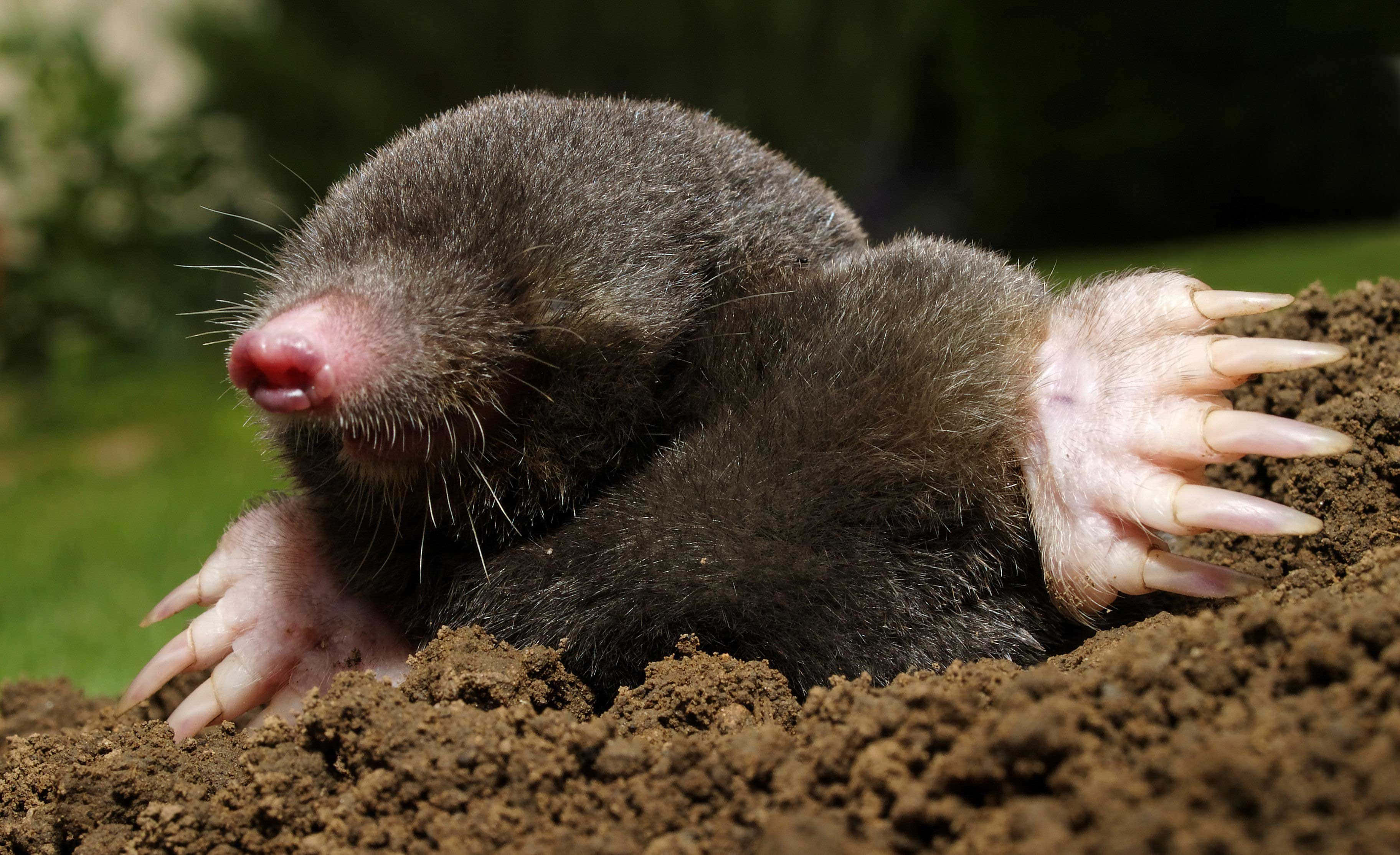 Mole 桌布 壁紙 — 一張深色毛髮鼴鼠從肥沃棕色土壤中鑽出的特寫照片，具有突出的爪子和粉紅色鼻子。