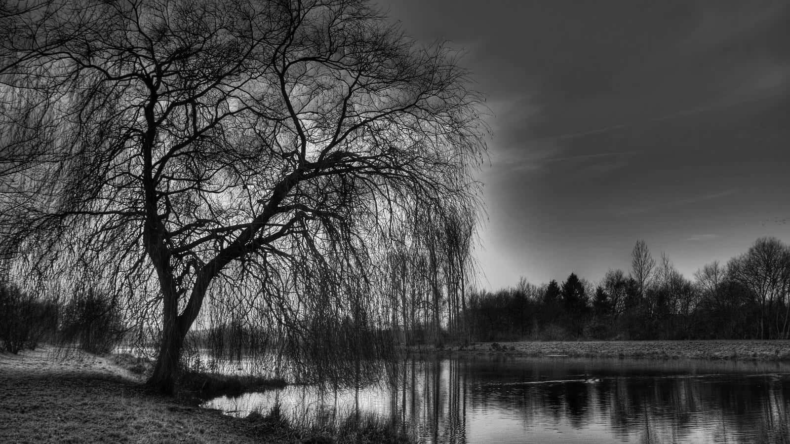 Black And White Landscape 桌布 壁紙 — 一張清晰的黑白照片，拍攝的是在陰沉天空下，平靜池塘邊的一棵光禿柳樹。