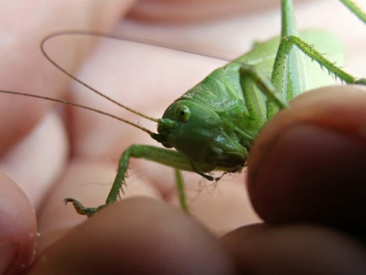 Grasshopper 桌布 壁紙 — 一張特寫照片，展示一隻鮮綠色嘅草蜢停喺人類手指上，細節紋理清晰，背景柔和模糊。