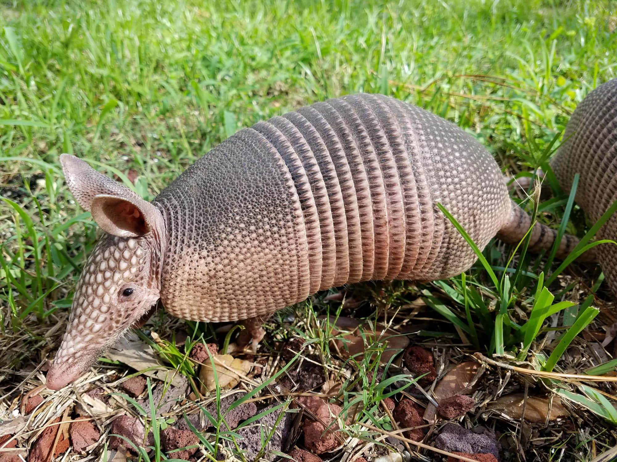 armadillo 桌布 壁紙 — 一張犰狳在陽光照射的草地和紅色岩石中覓食的特寫照片。