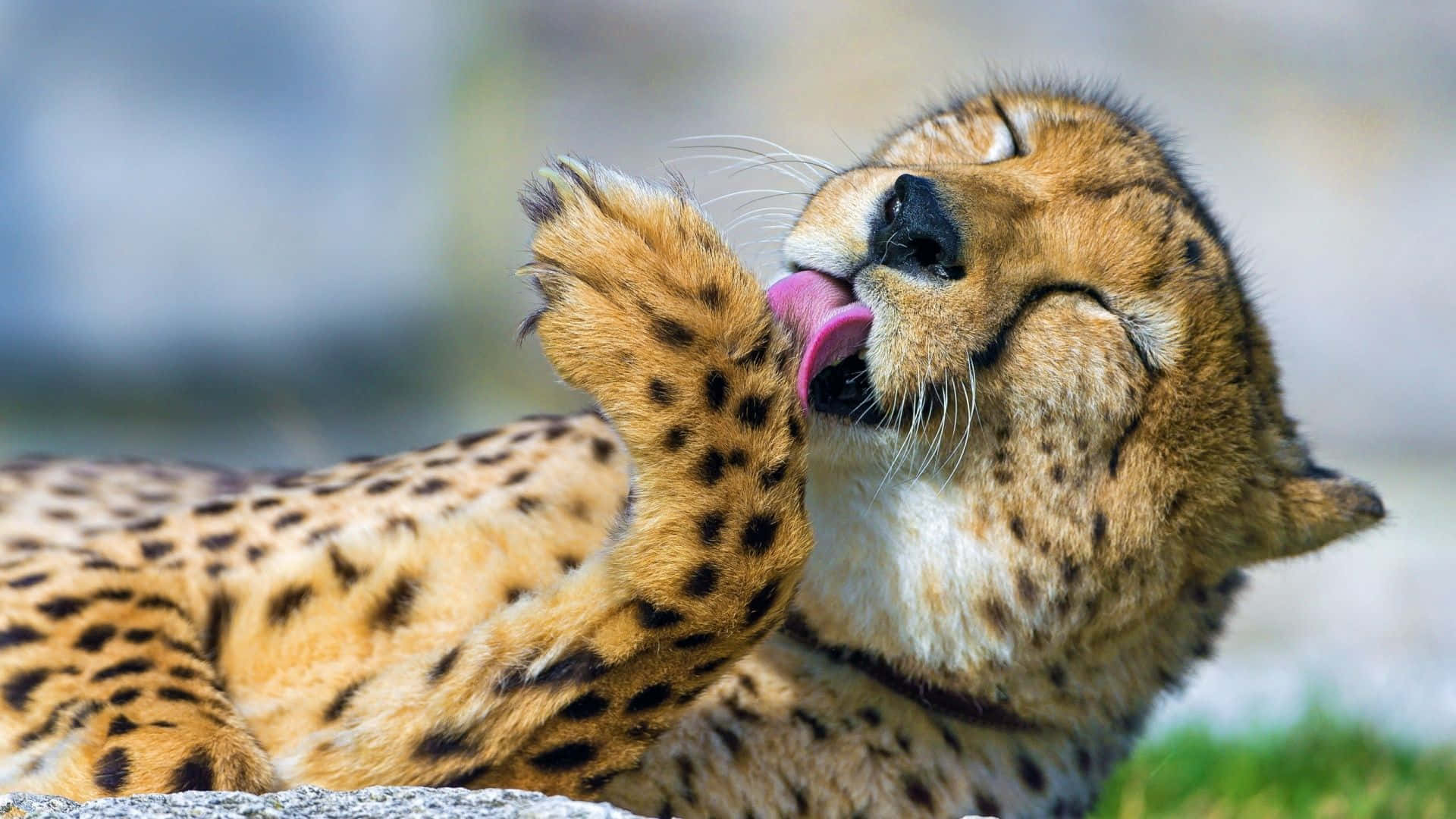 獵豹在自然環境中躺在岩石上梳理爪子