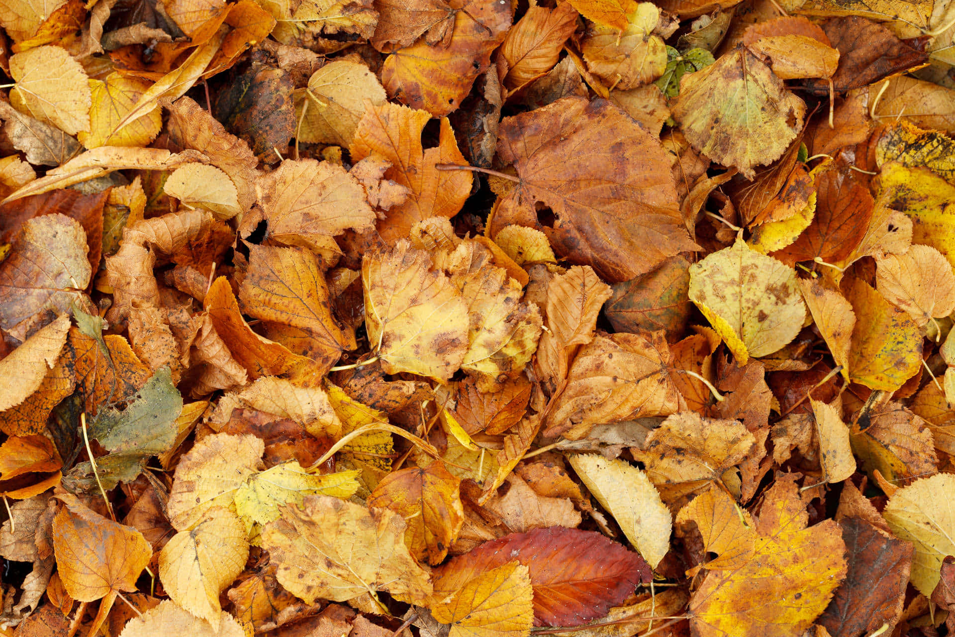 Brown Leaves 桌布 壁紙 — 一張秋季落葉堆積的緊密特寫照片，呈現溫暖的金棕色調，帶有紅色和綠色的點綴。