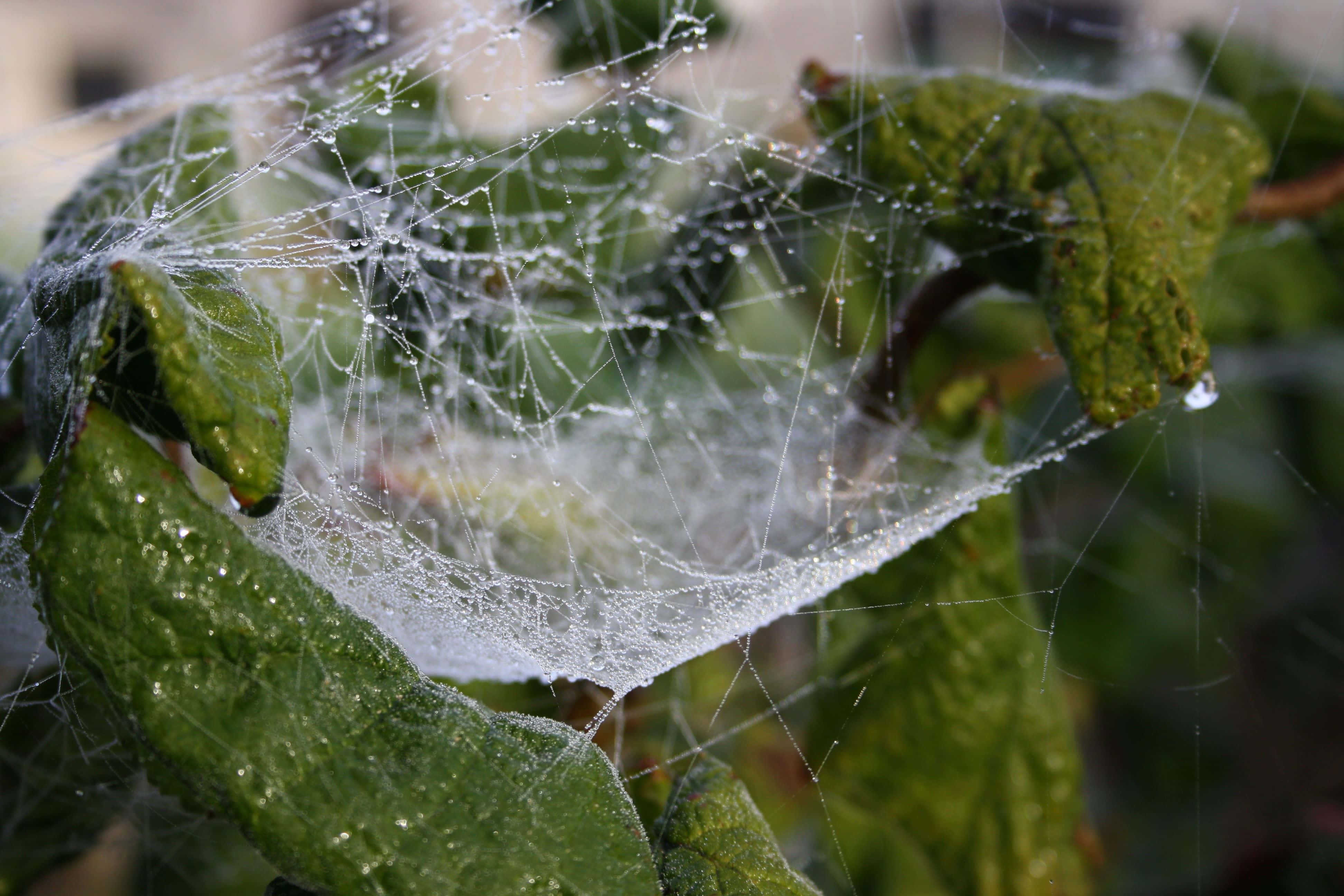 Cobwebs 桌布 壁紙 — 一張精緻的蜘蛛網在柔和的晨光中閃爍著露珠，懸掛在充滿活力的綠葉之間。