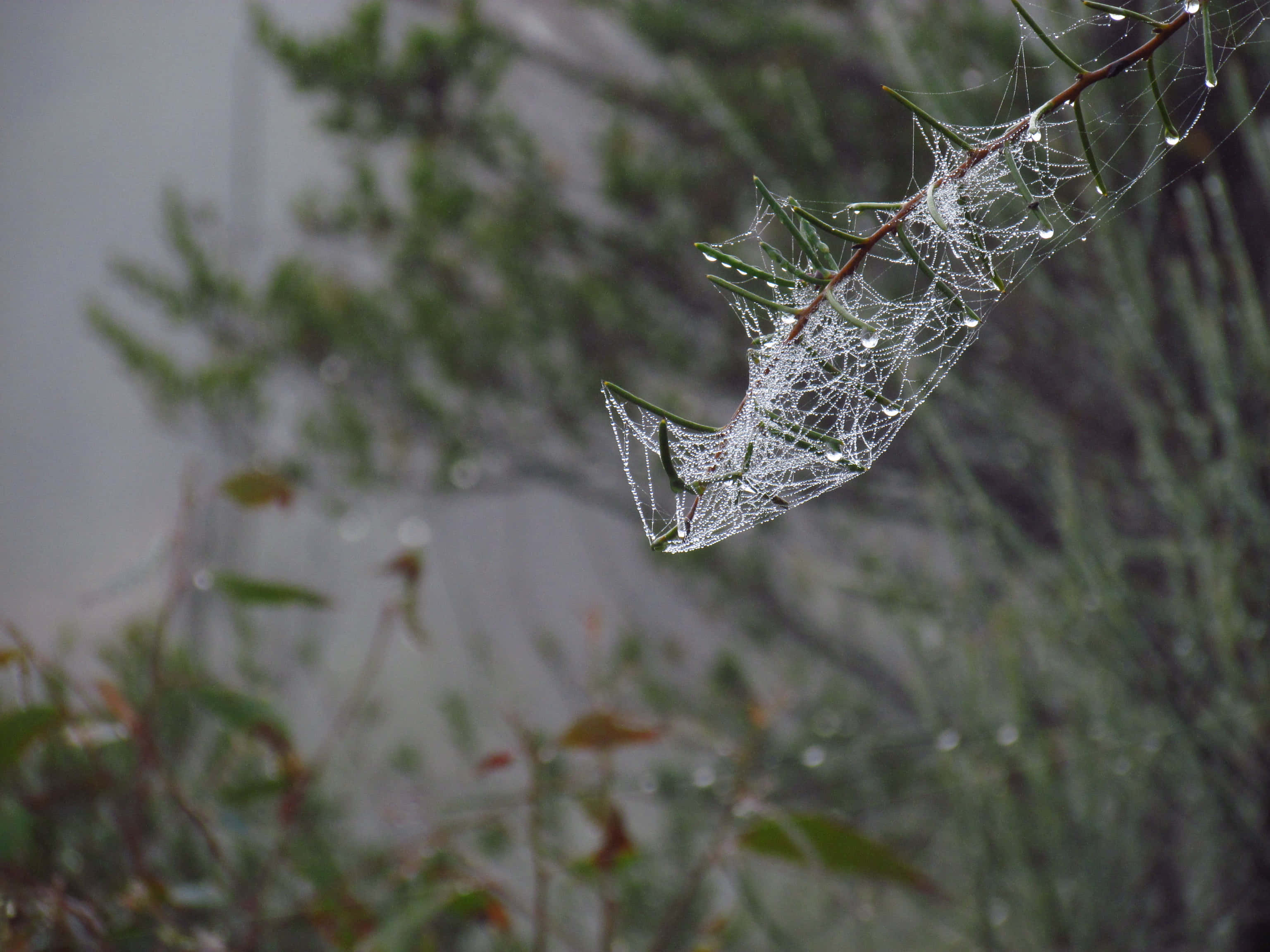 Cobwebs 桌布 壁紙 — 一張精緻的蜘蛛網在柔和的模糊綠色樹葉背景下，閃爍著依附在蛛絲上的露珠。