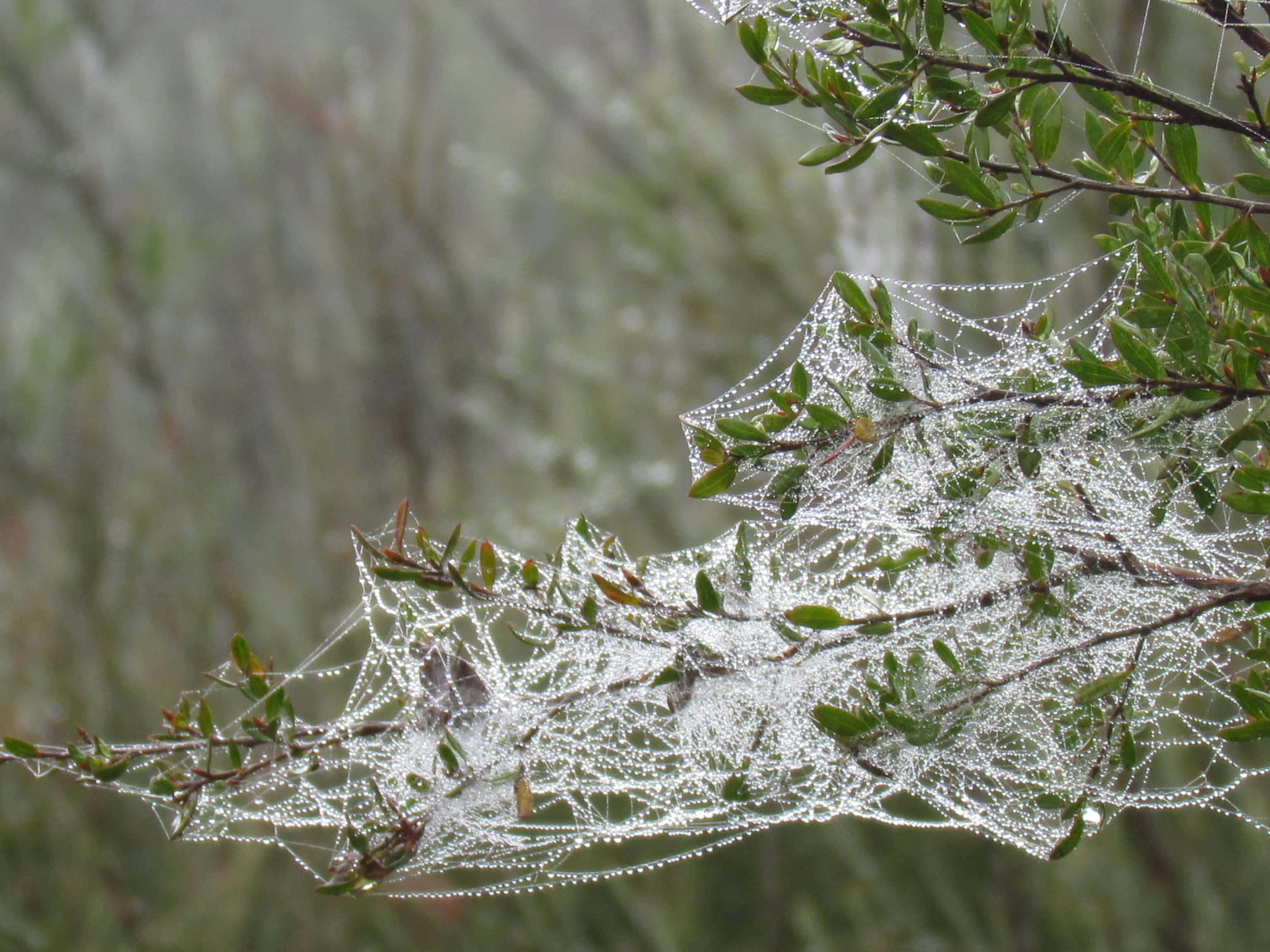 Cobwebs 桌布 壁紙 — 一張精緻的蜘蛛網在霧氣瀰漫的自然環境中，掛在綠葉和樹枝上，閃爍著露珠。