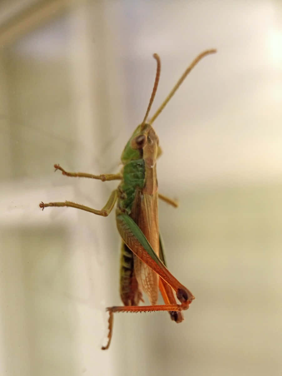Grasshopper 桌布 壁紙 — 一張綠色蚱蜢緊貼玻璃表面的特寫照片，背景模糊。
