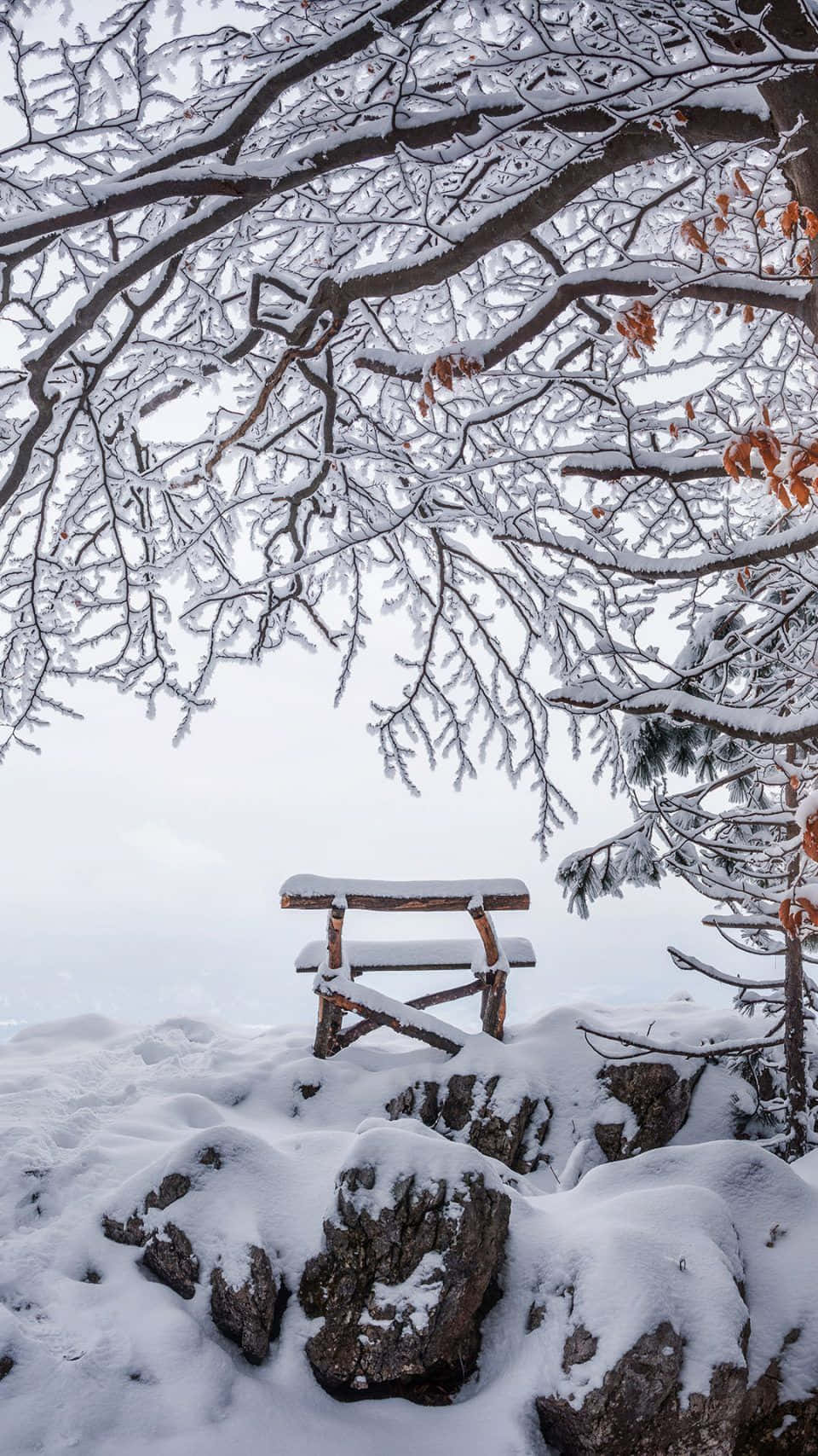 Snow Trees 桌布 壁紙 — 一張被雪覆蓋的木製長椅孤獨地坐在岩石露頭上，上方是結霜的樹枝和殘留的秋葉。