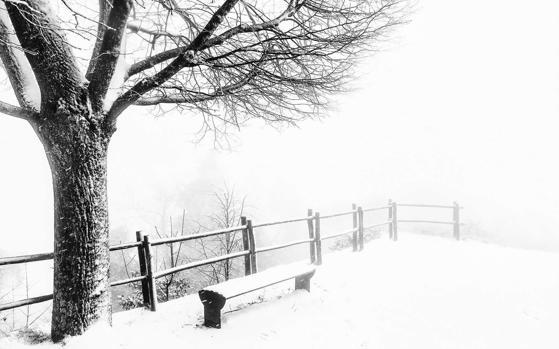 Weather 桌布 壁紙 — 一張被雪覆蓋的長椅放在一棵光禿禿的樹旁，在霧濛濛的冬日天空下，一道木柵欄彎曲地伸入霧中。