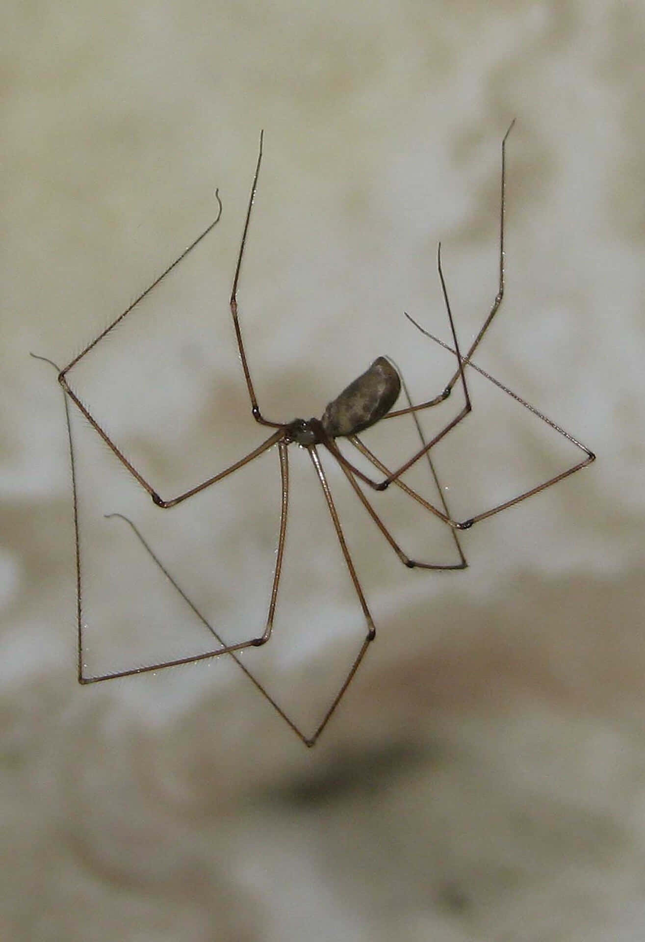Brown Recluse Spider 桌布 壁紙 — 一張長腿蜘蛛的特寫照片，擁有纖細的腿和棕色身體，背景是柔軟的米色紋理背景。