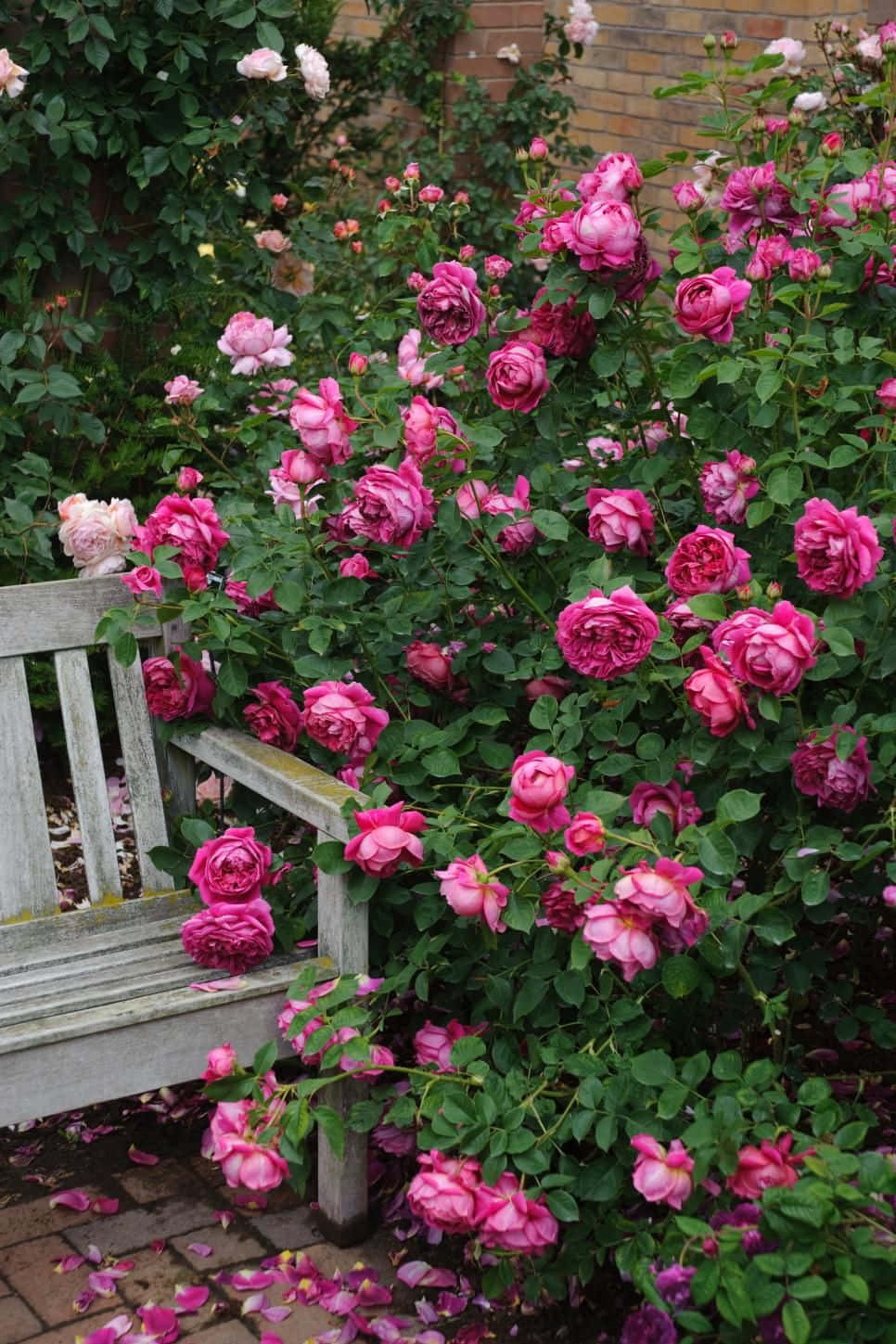 English Rose Garden 桌布 壁紙 — 一張風化的木凳 nestled 在茂密嘅灌木叢中，灌木叢開滿鮮豔嘅粉紅色玫瑰，磚地上散落著花瓣。