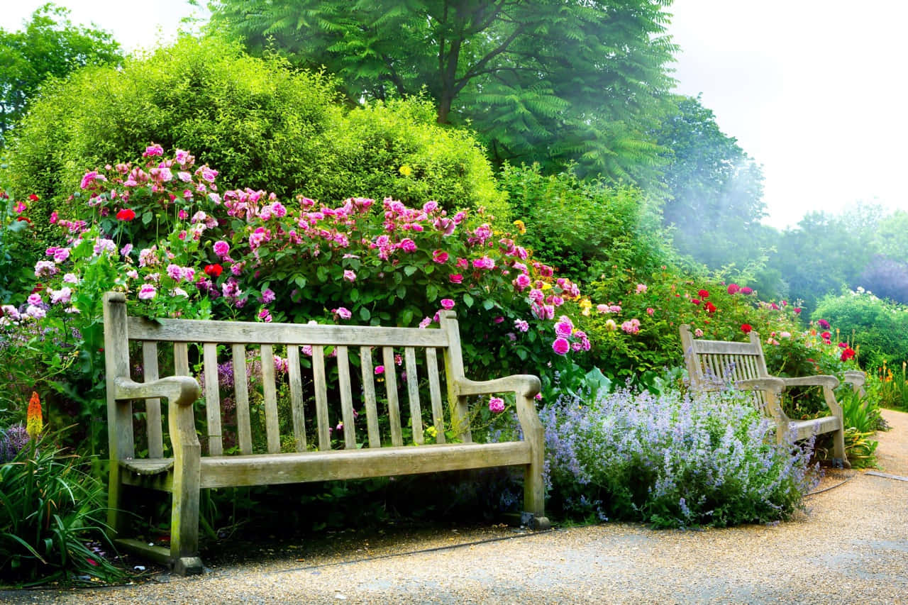 Garden Design 桌布 壁紙 — 一張風化的木長椅，在柔和日光沐浴下的茂密花園中，誘人地放在一叢鮮豔玫瑰和薰衣草旁邊。