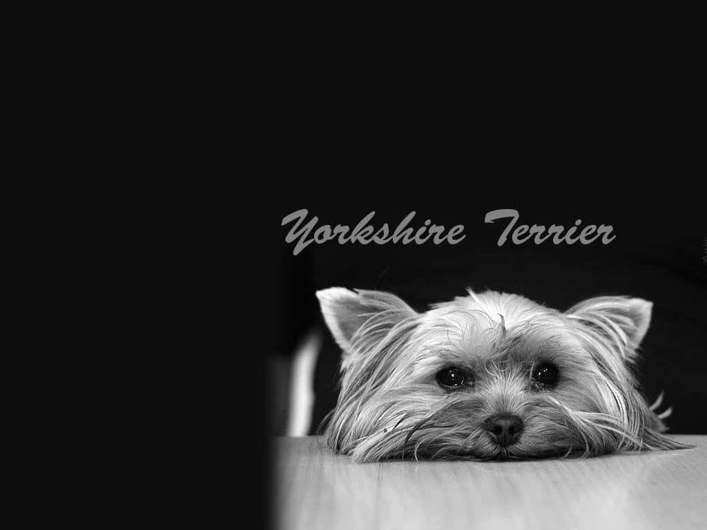 yorkie 桌布 壁紙 — 一張黑白照片，一隻約克夏㹴以好奇的表情從木質表面探出頭來。