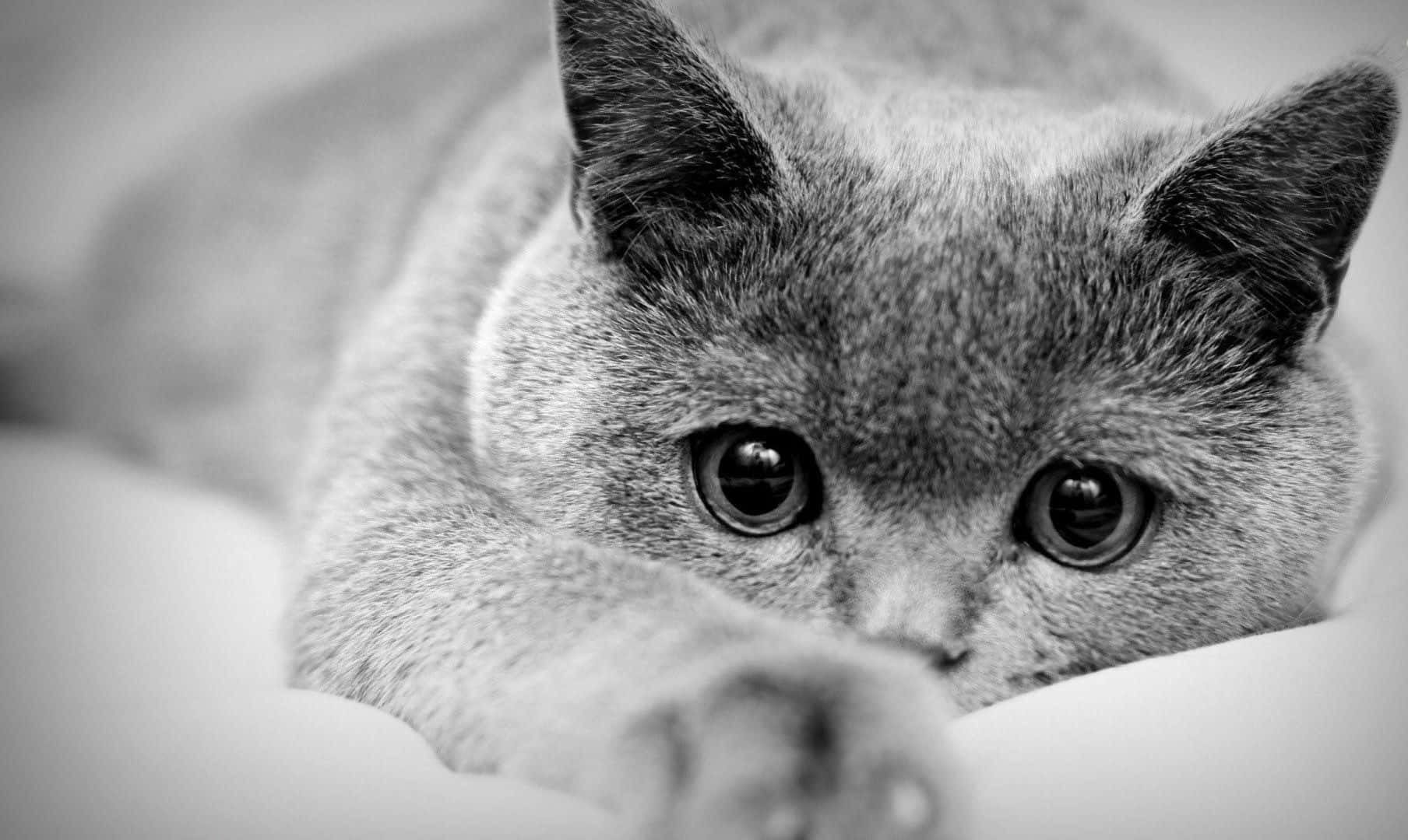 Black And White Animal 桌布 壁紙 — 一張黑白特寫照片，一隻灰貓專注地凝視，一隻爪子伸向觀看者。