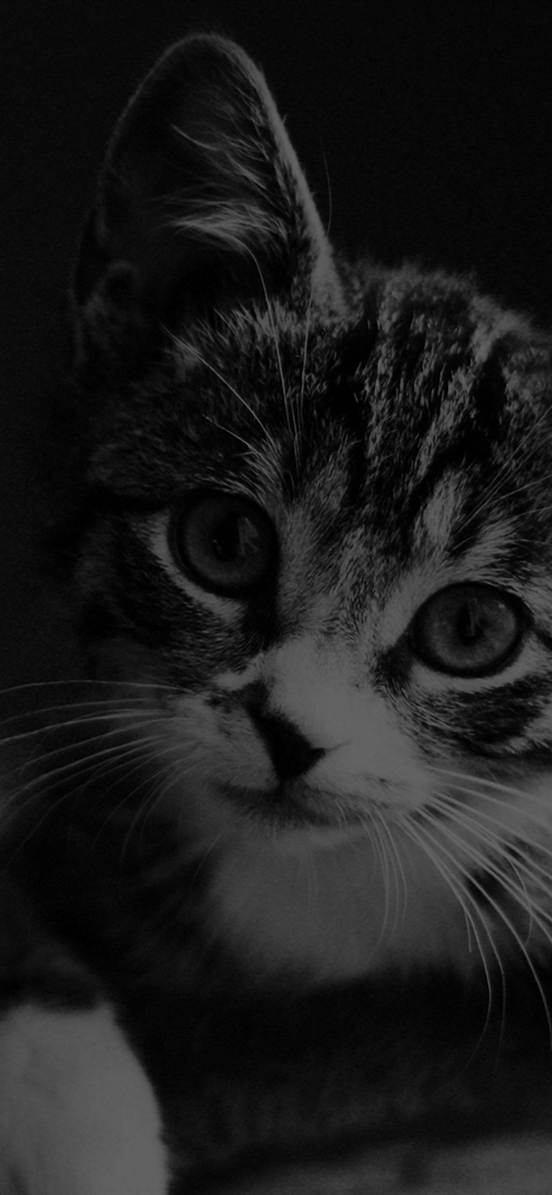 Beautiful Cats 桌布 壁紙 — 一張黑白特寫肖像，一隻虎斑小貓睜大眼睛，在深色背景下直視觀眾。