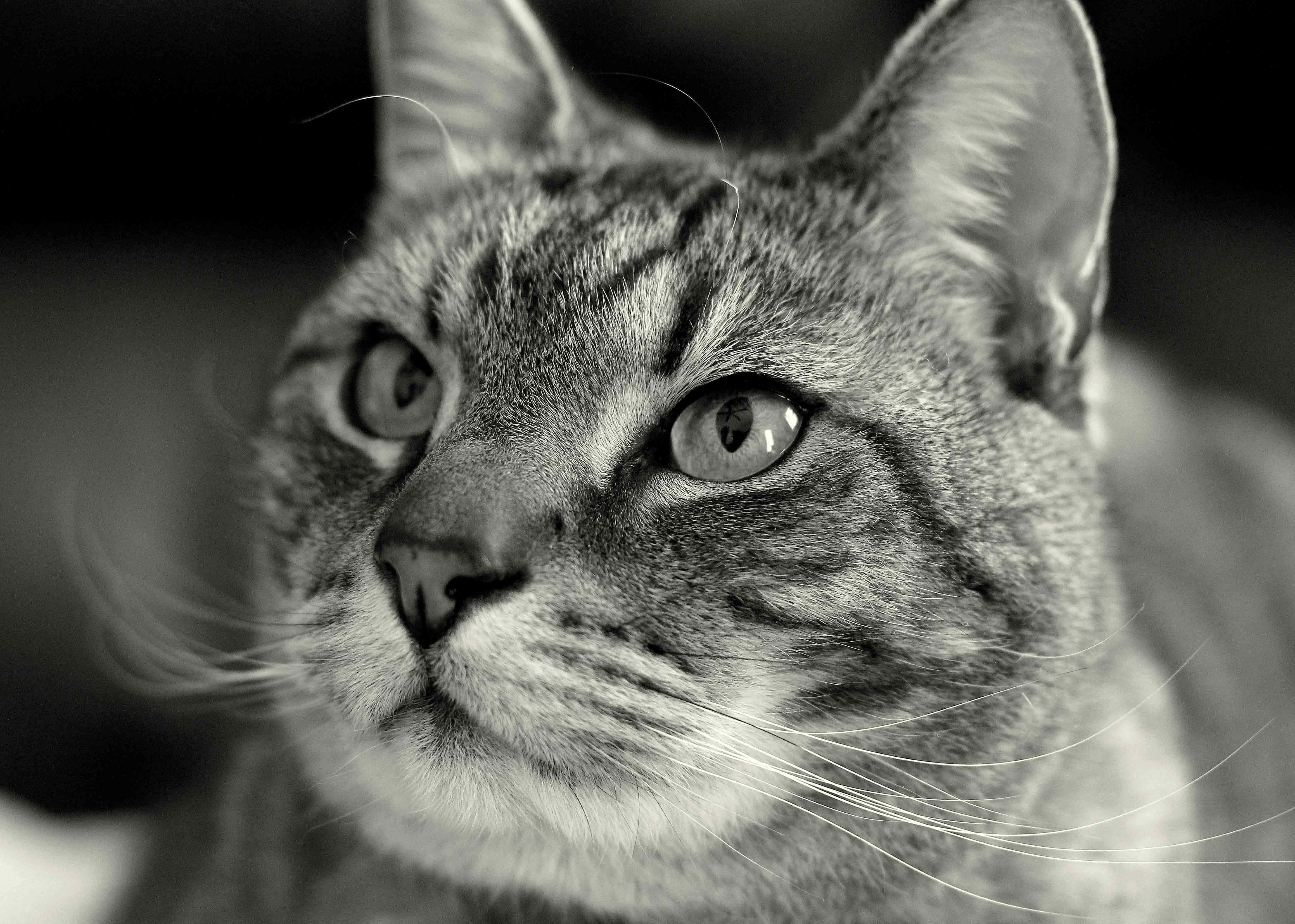 European Shorthair 桌布 壁紙 — 一張黑白特寫肖像，一隻虎斑貓帶著強烈的眼神向上凝視。