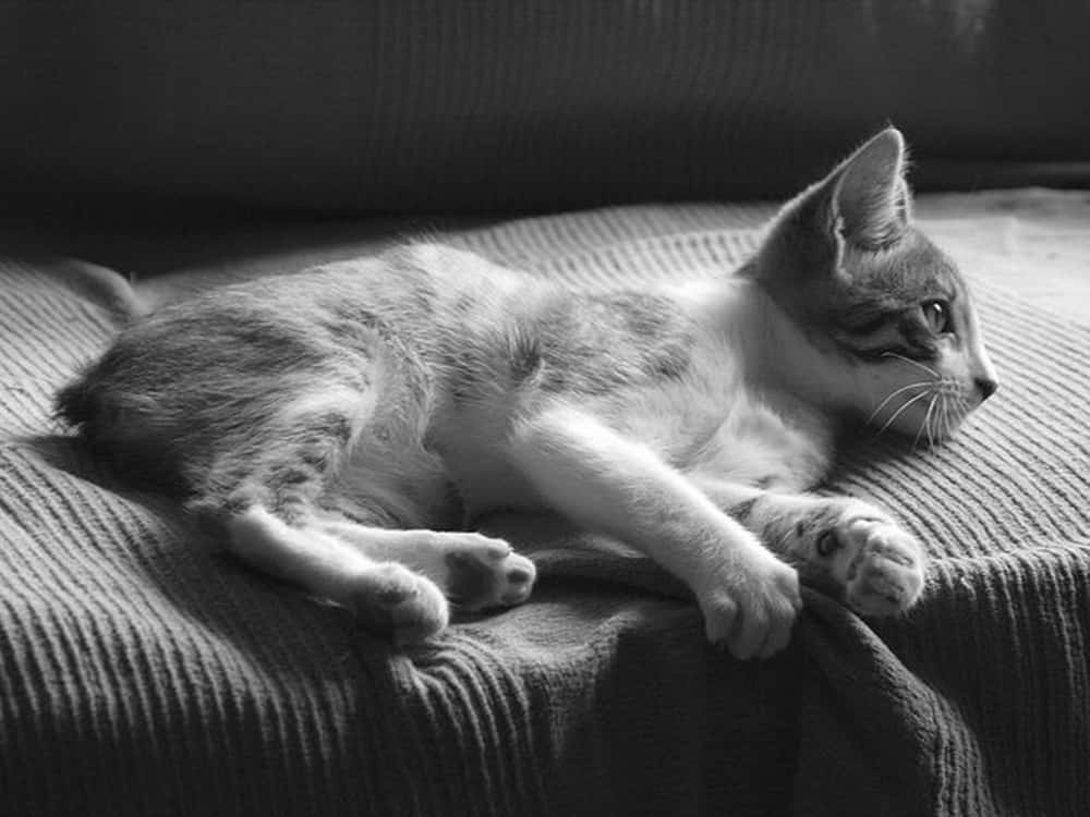 Manx Cat 桌布 壁紙 — 一張黑白相片，一隻虎斑小貓在質感毛毯上放鬆，其中一隻爪子抬起。